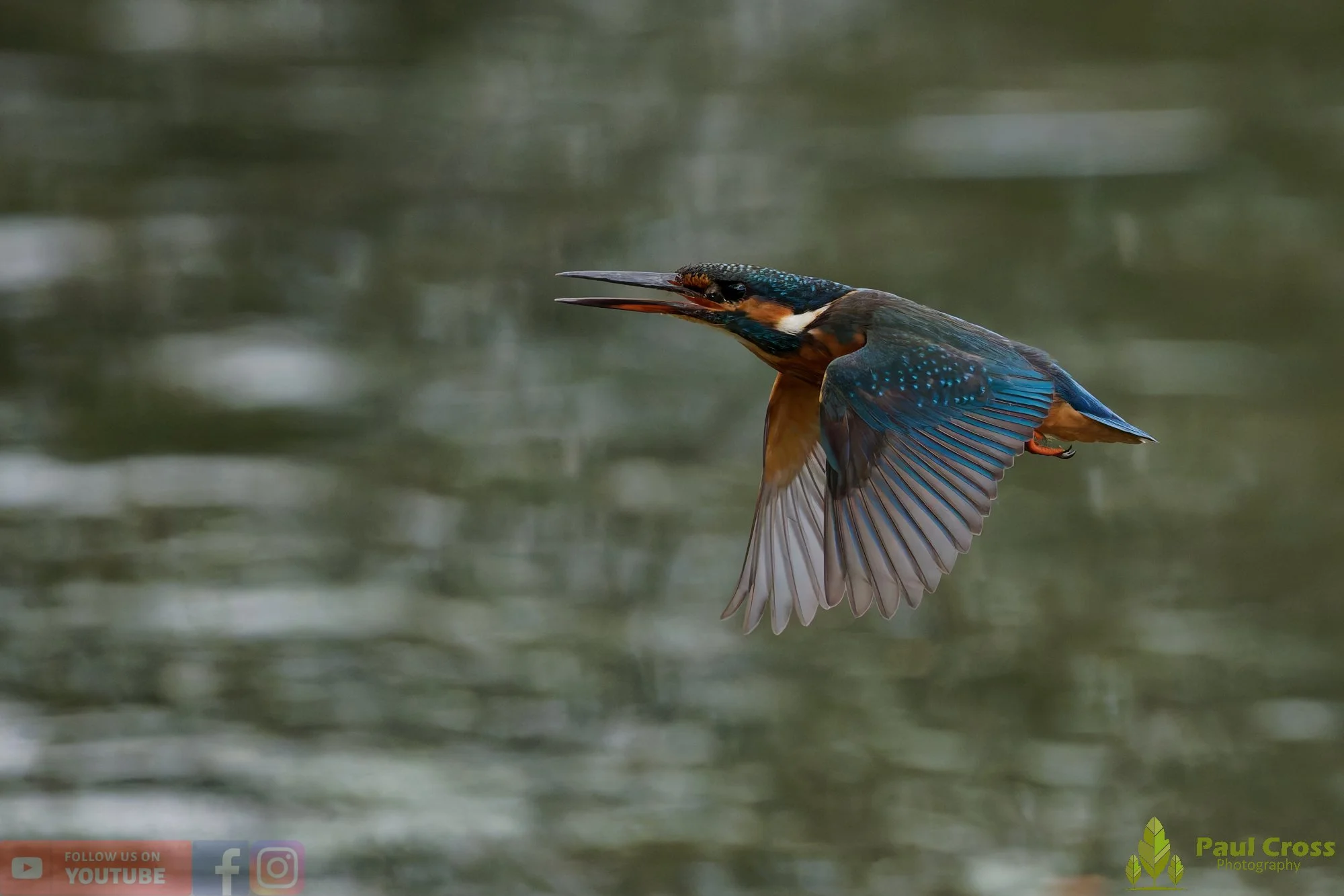 Kingfisher-00808.jpg