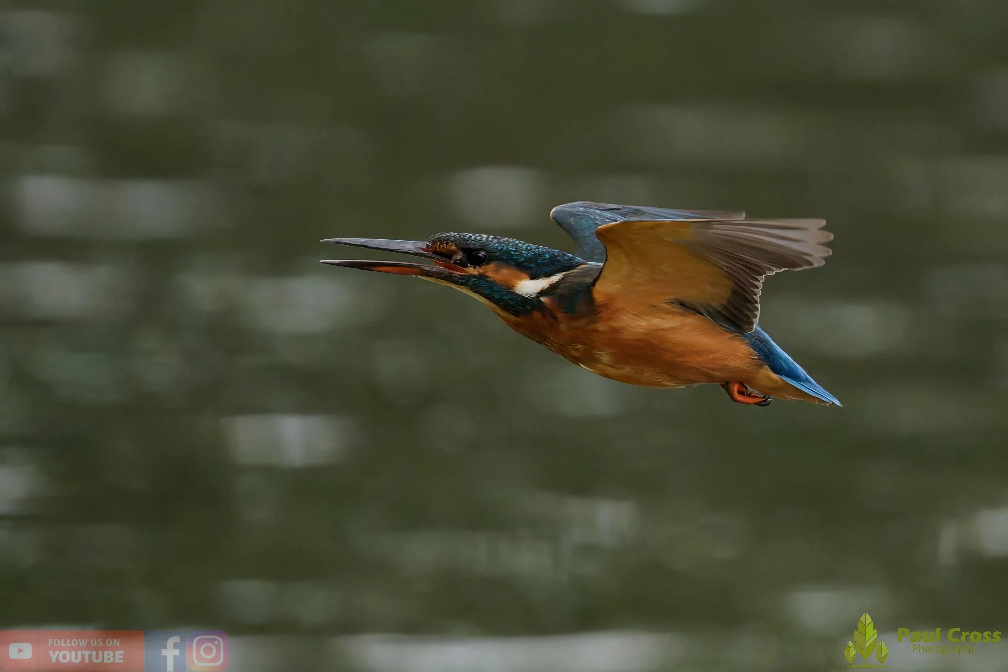 Kingfisher-00809.jpg