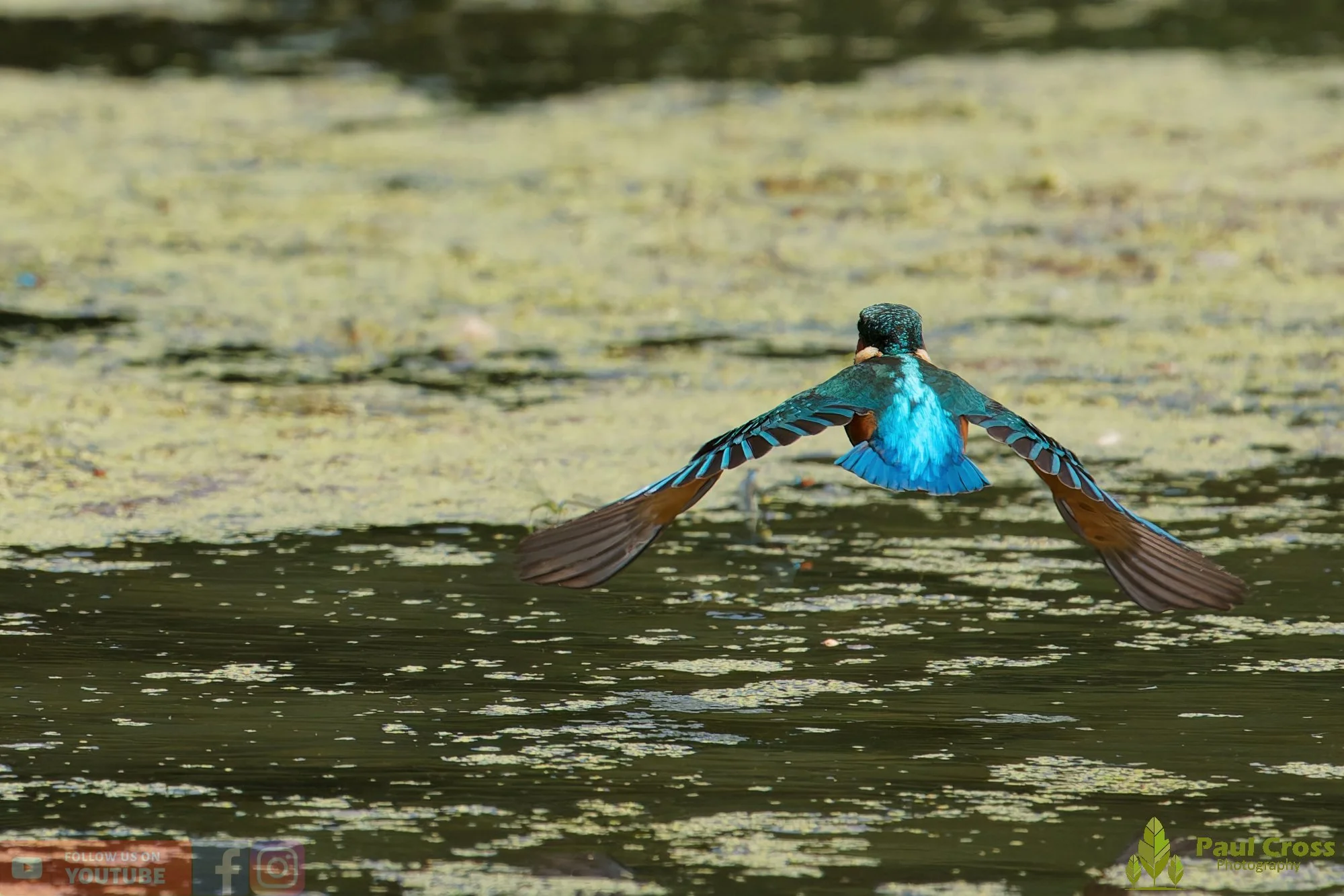 Kingfisher-00819.jpg