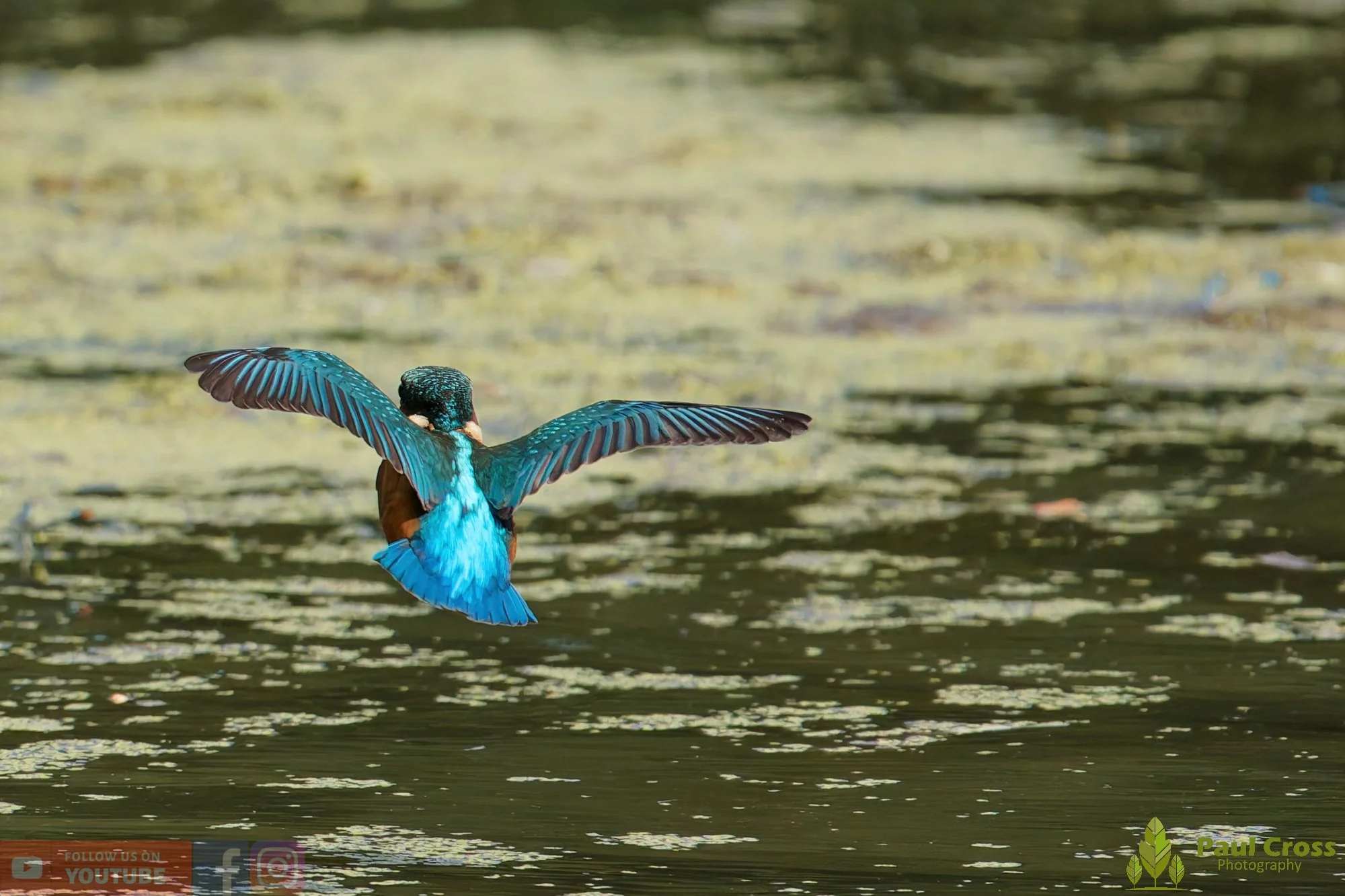 Kingfisher-00818.jpg