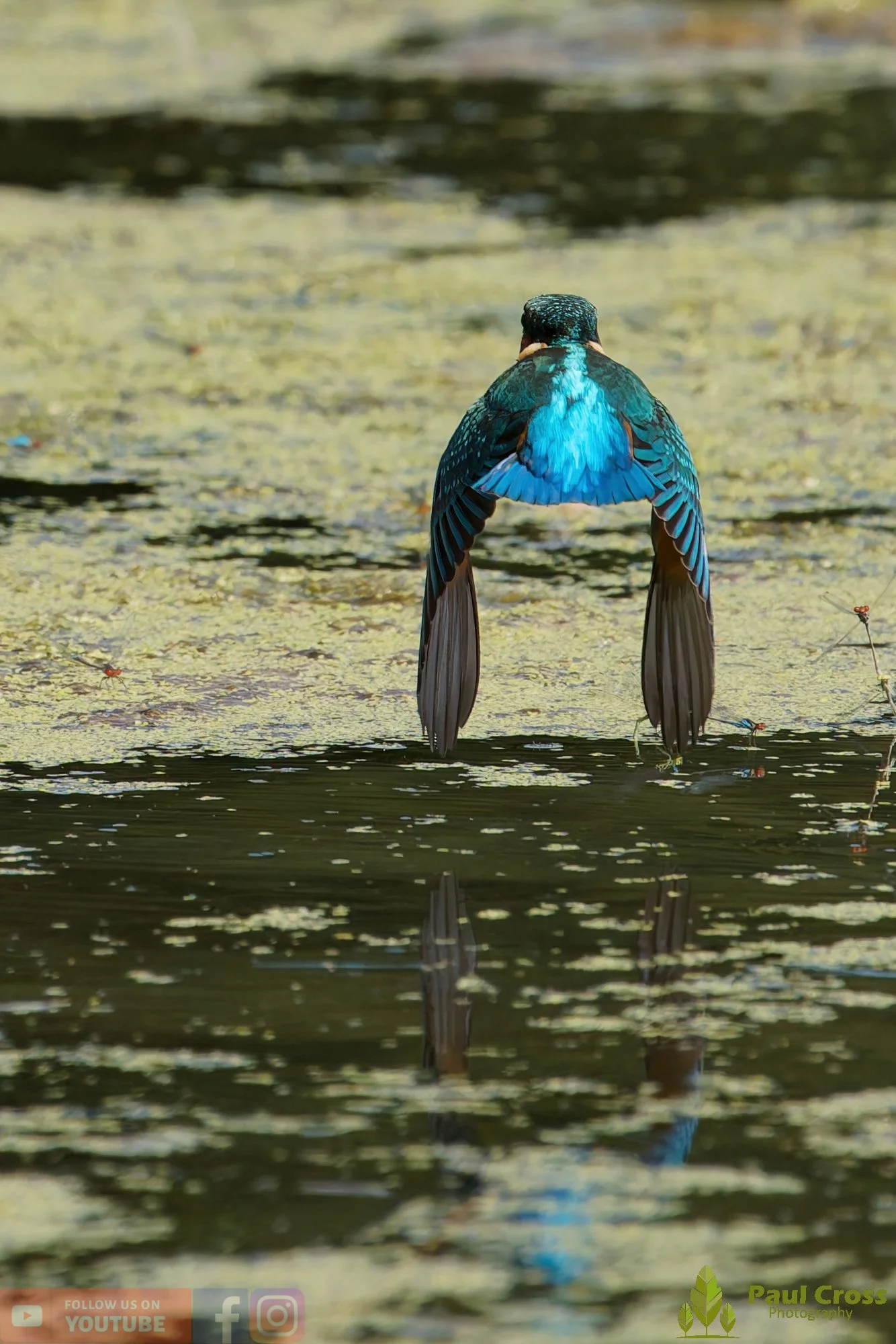 Kingfisher-00820.jpg