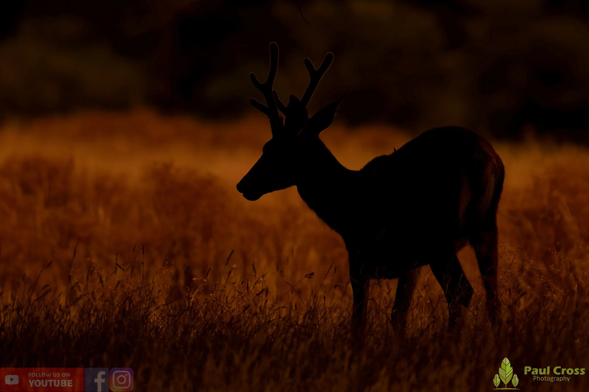 Red Deer-00039.jpg