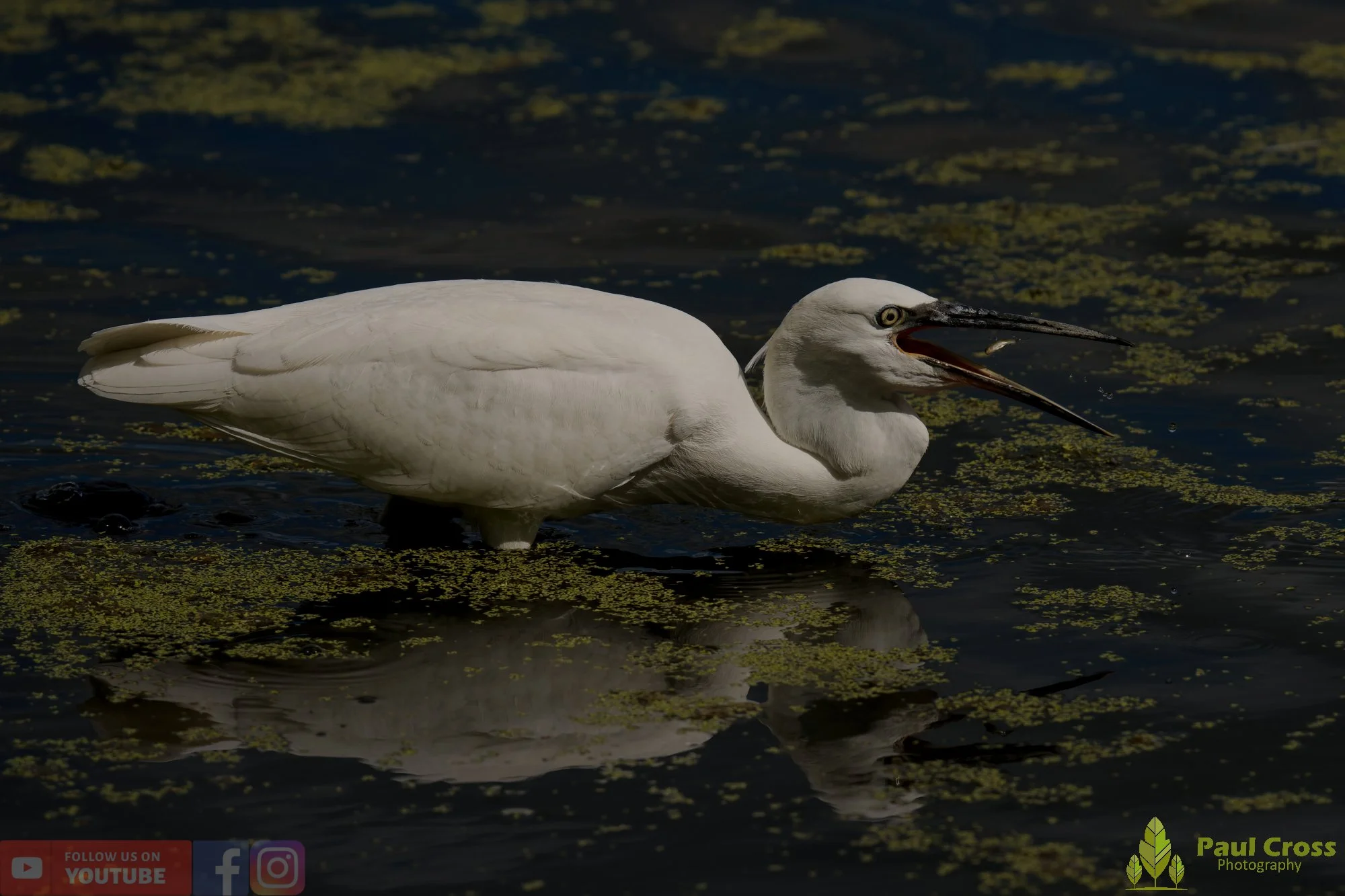 Little Egret-00605.jpg