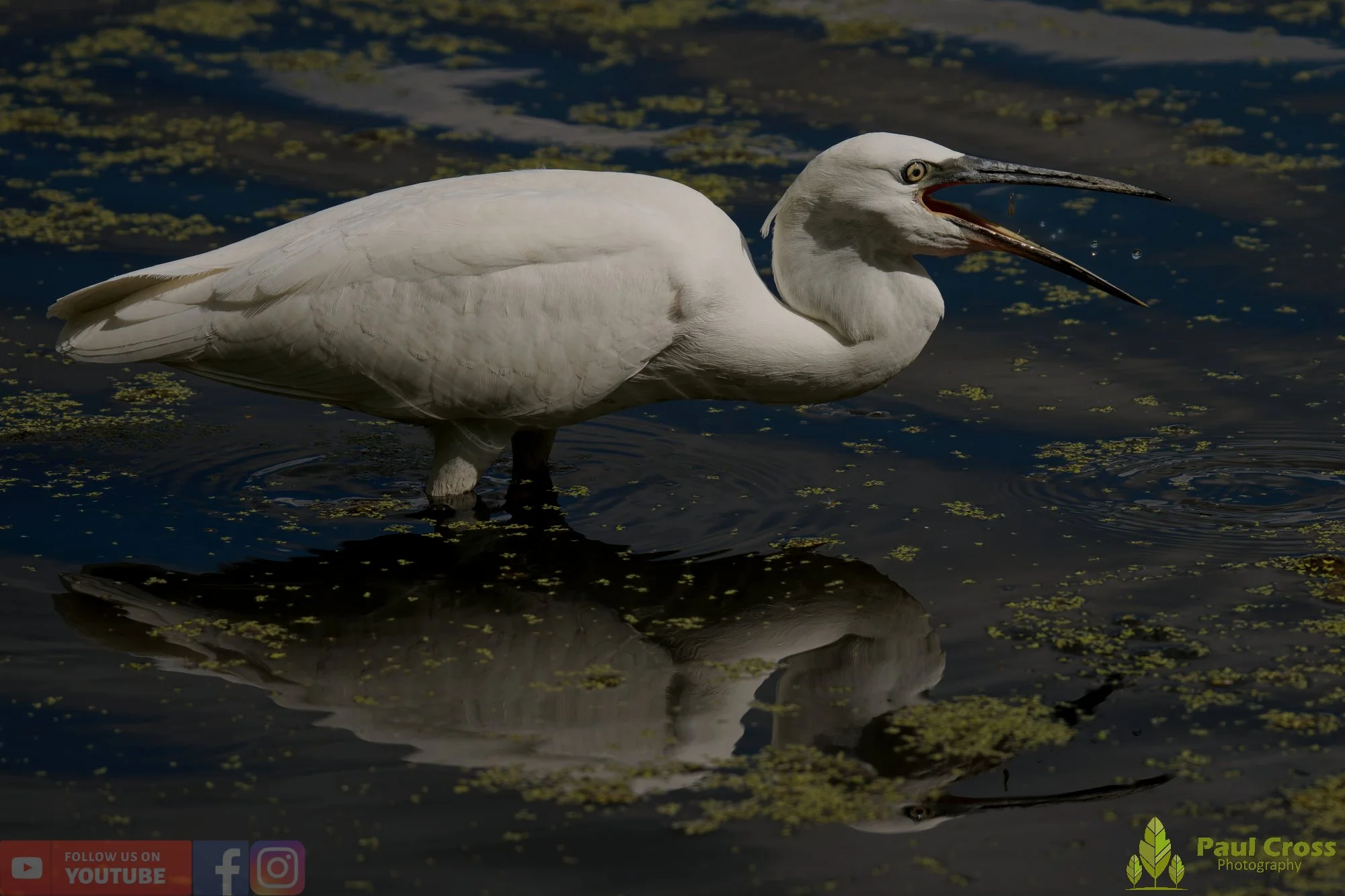 Little Egret-00628.jpg