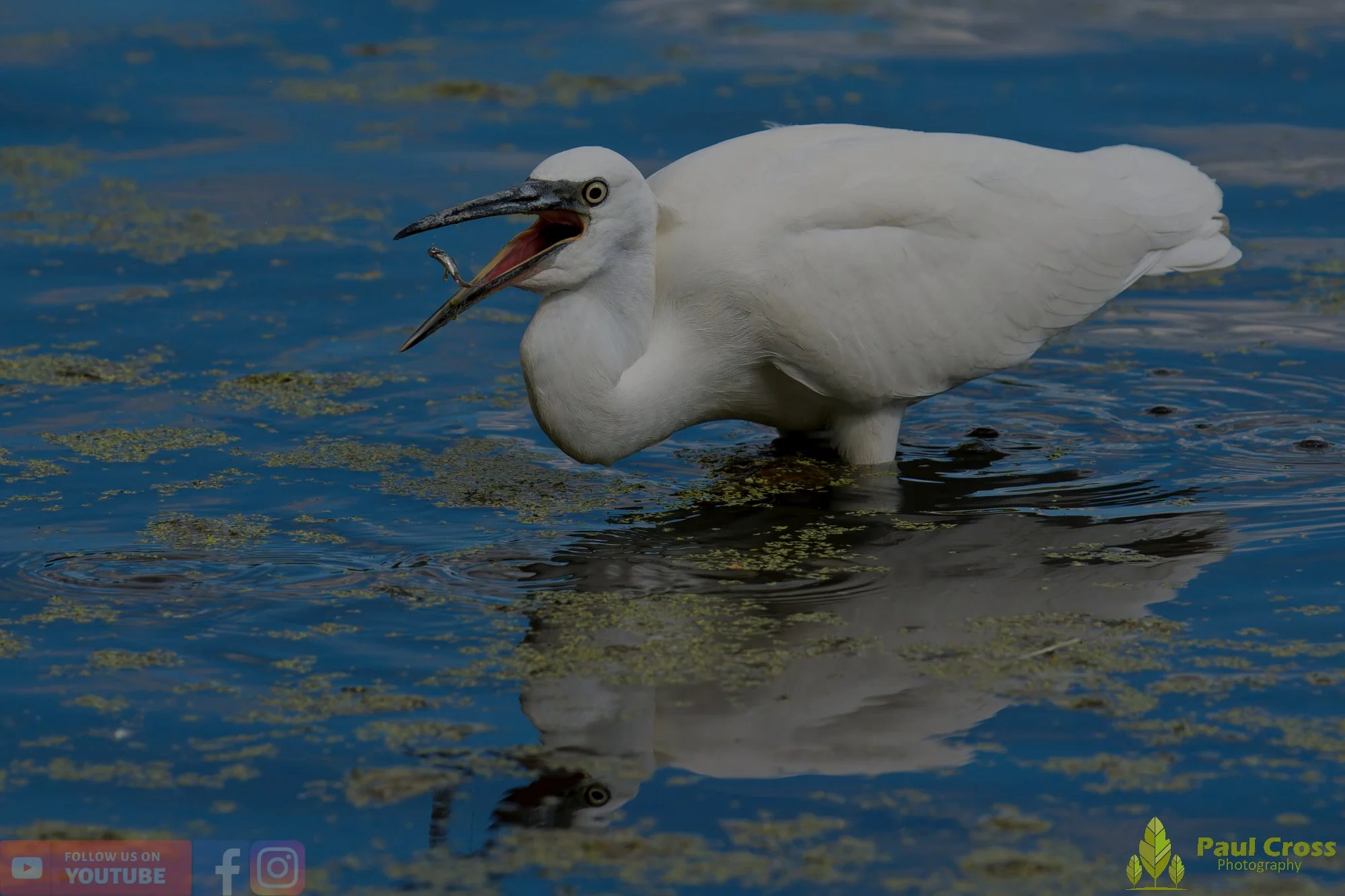 Little Egret-00629.jpg