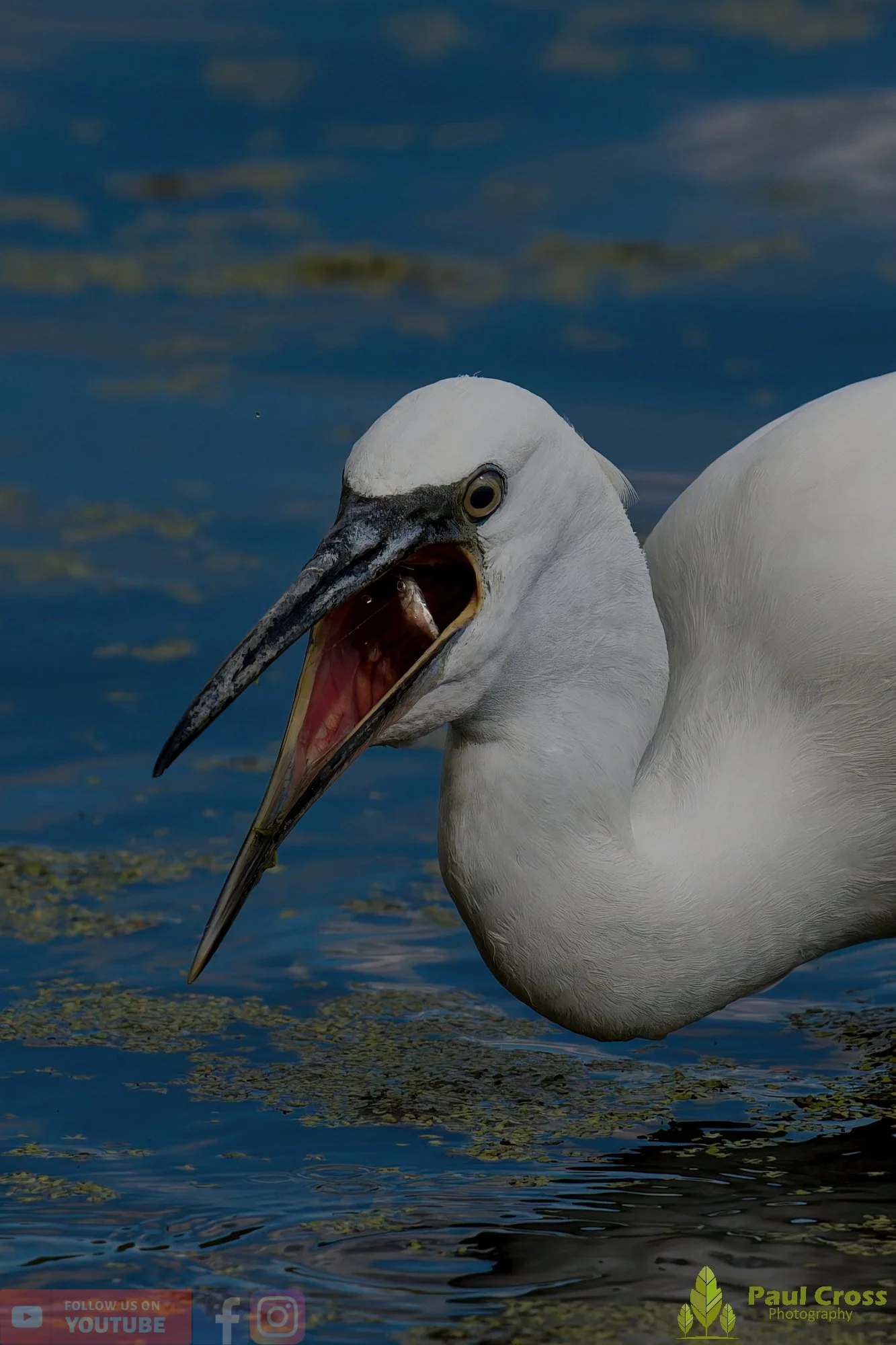 Little Egret-00630.jpg
