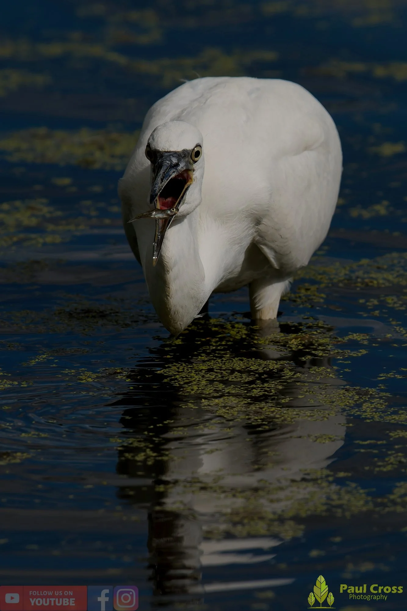 Little Egret-00633.jpg
