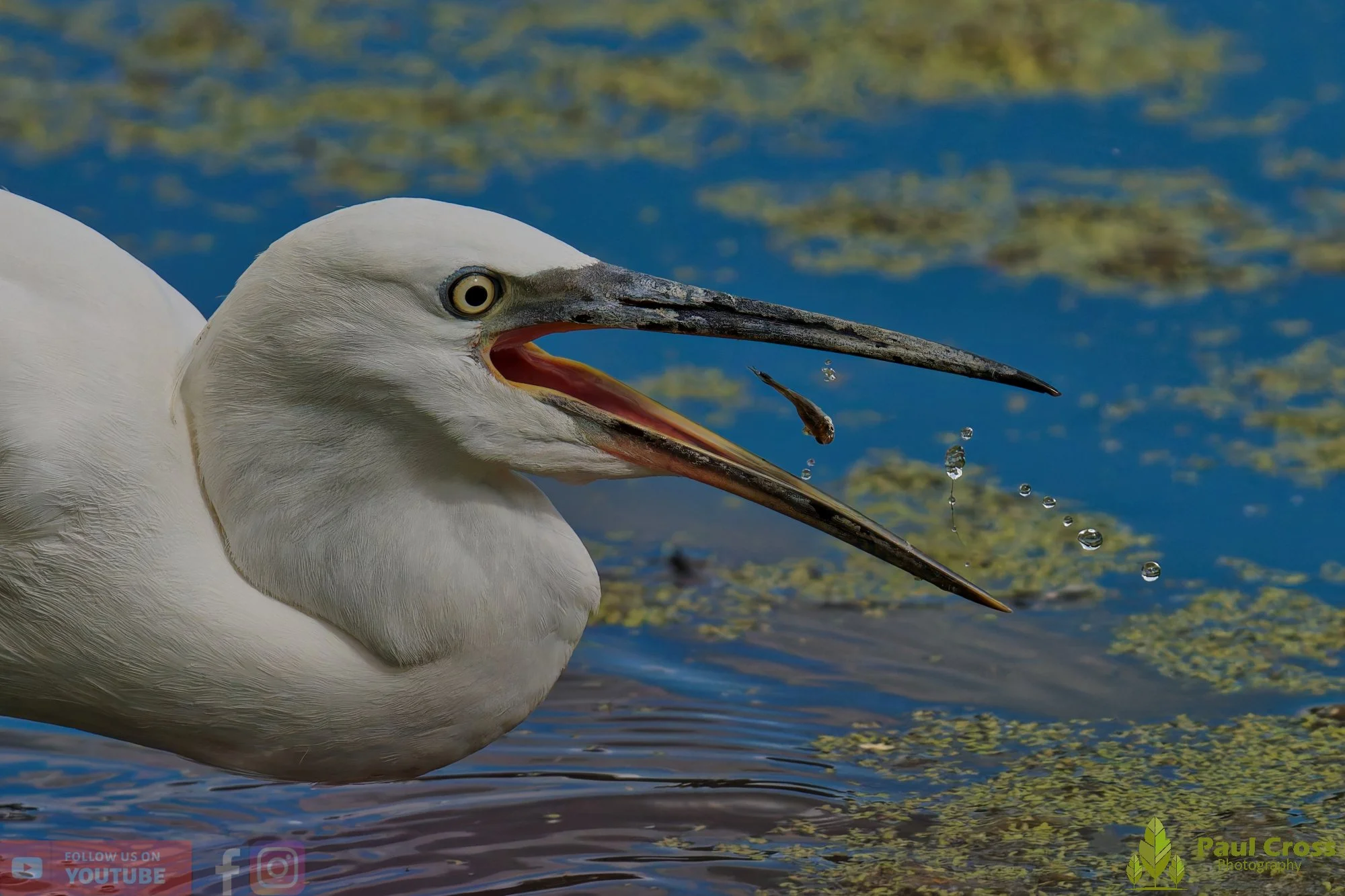 Little Egret-00625.jpg