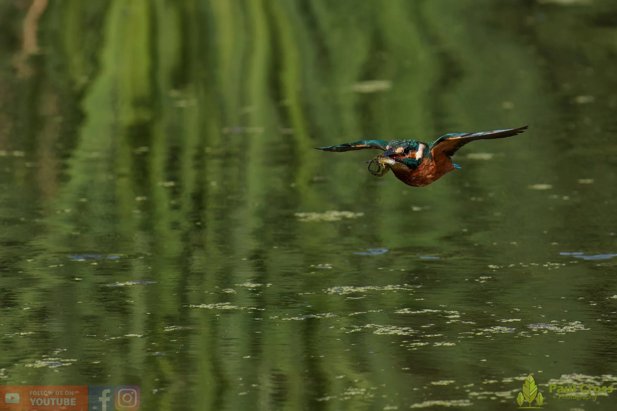 Kingfisher-00851.jpg