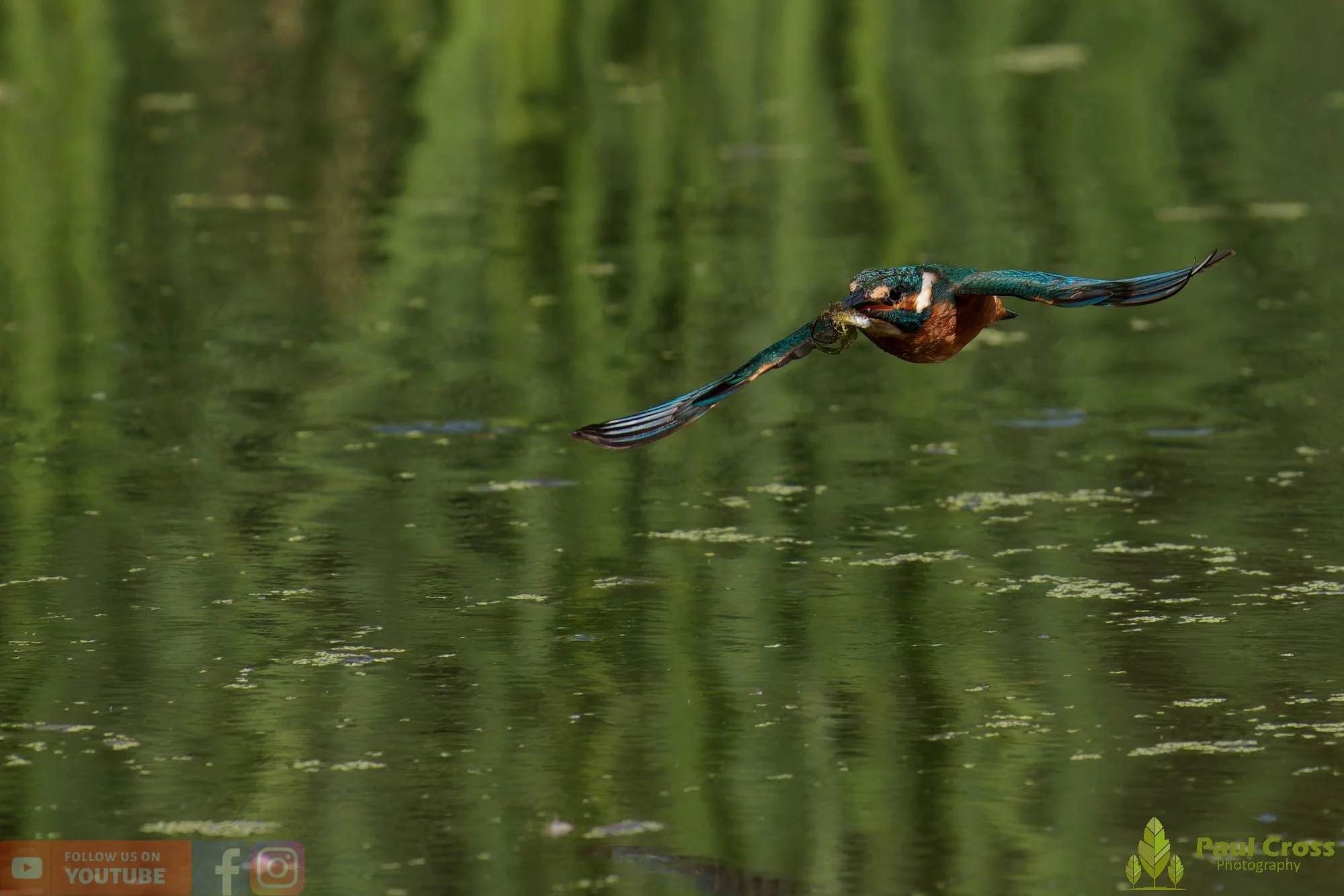 Kingfisher-00852.jpg