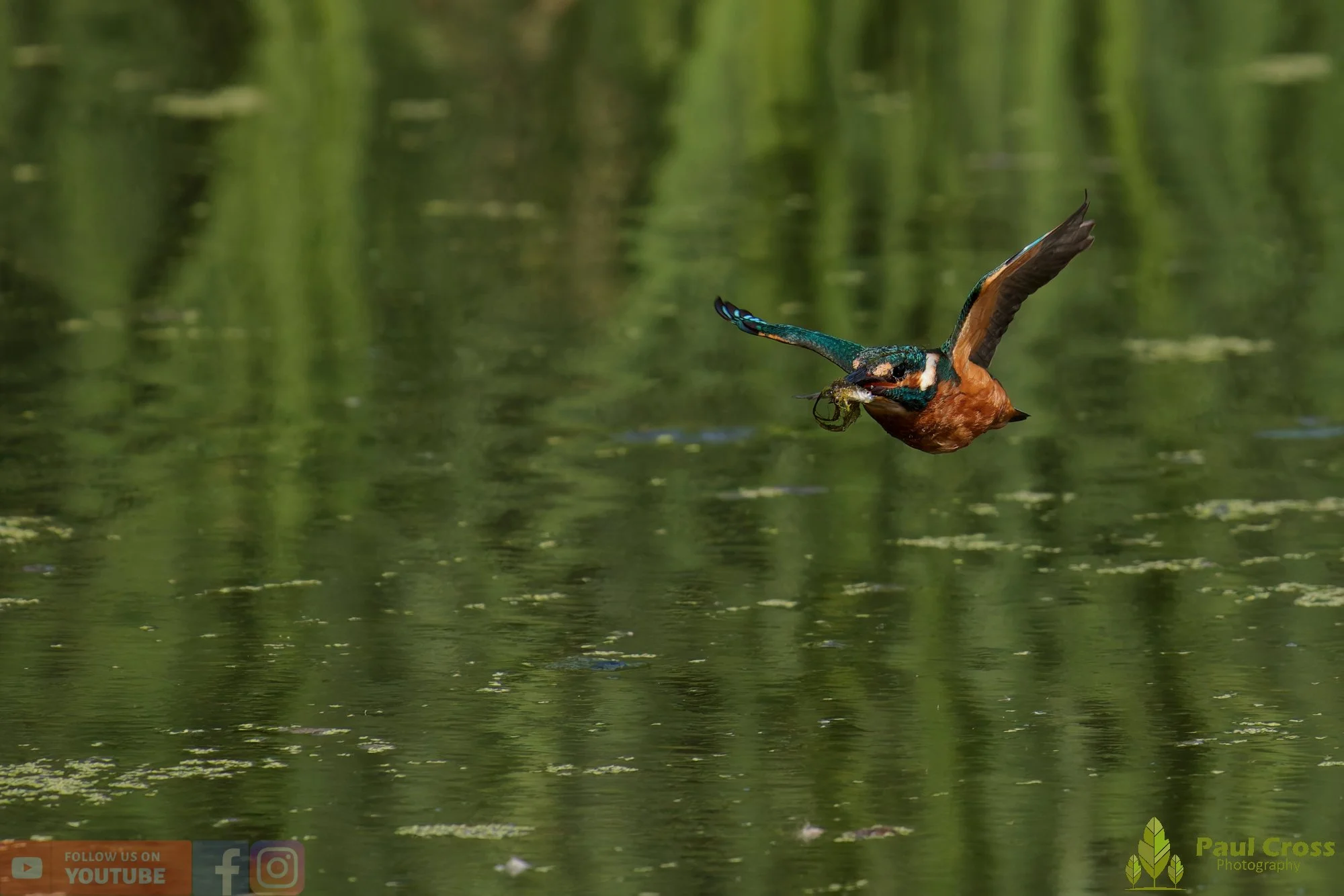 Kingfisher-00853.jpg