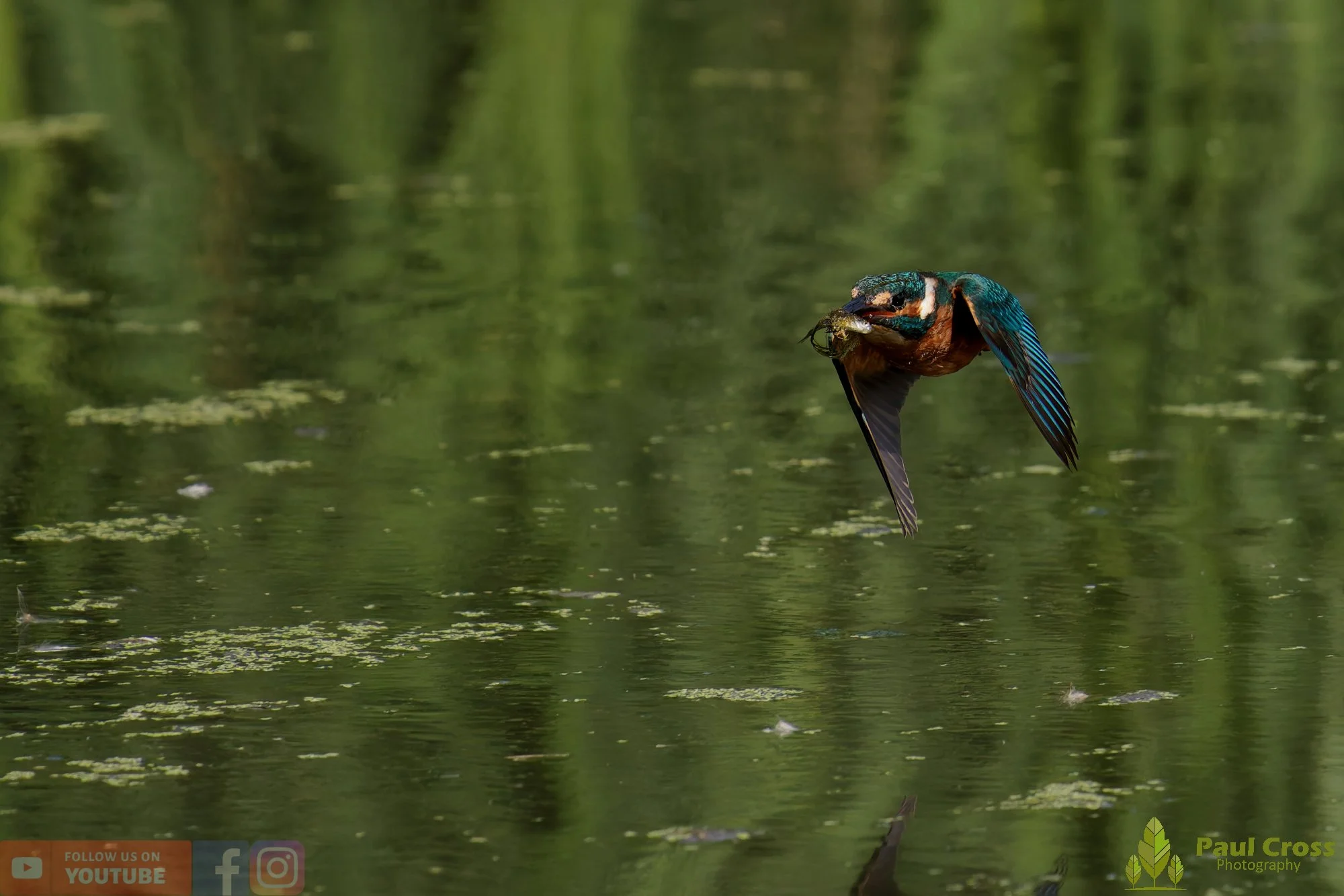 Kingfisher-00854.jpg