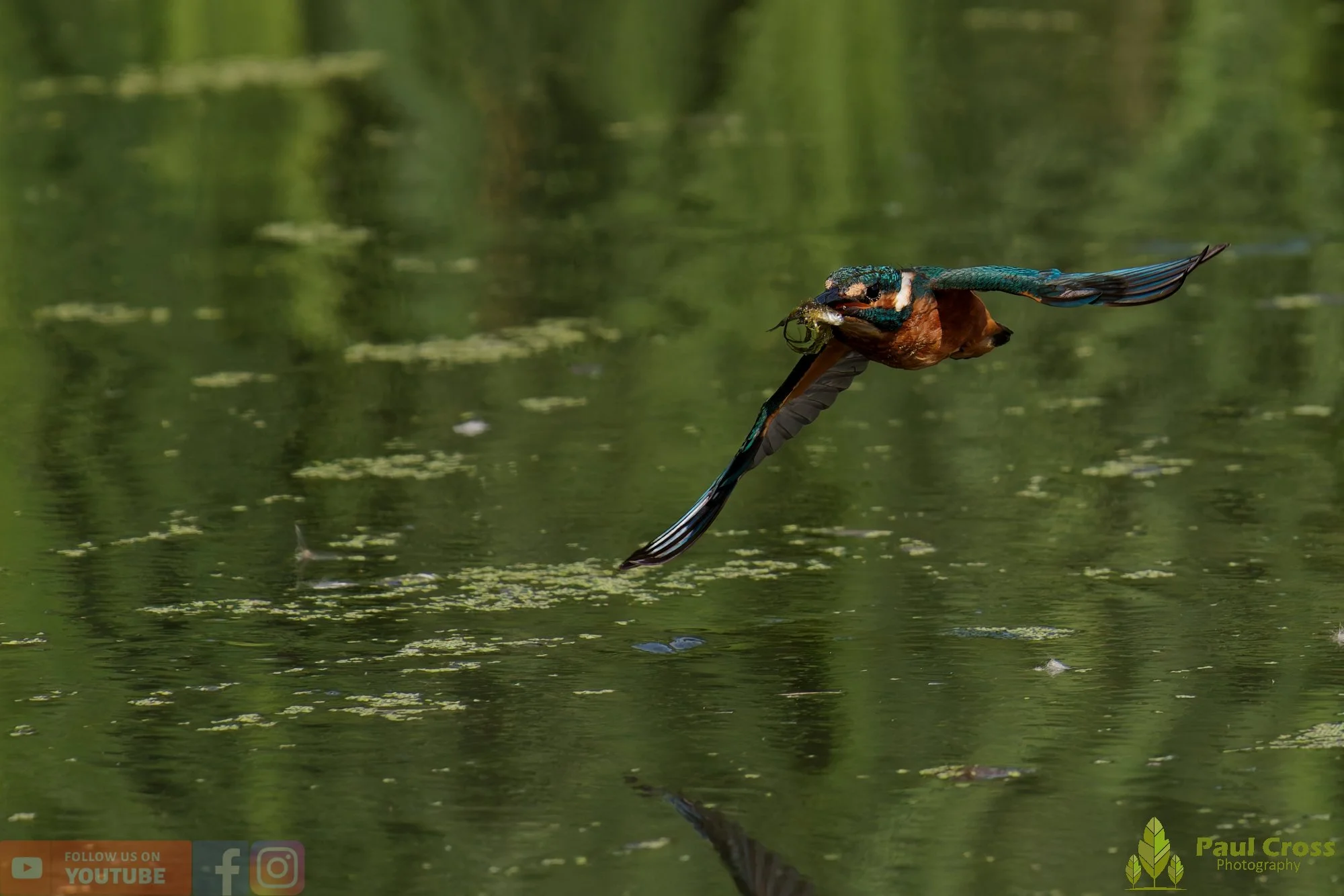 Kingfisher-00855.jpg
