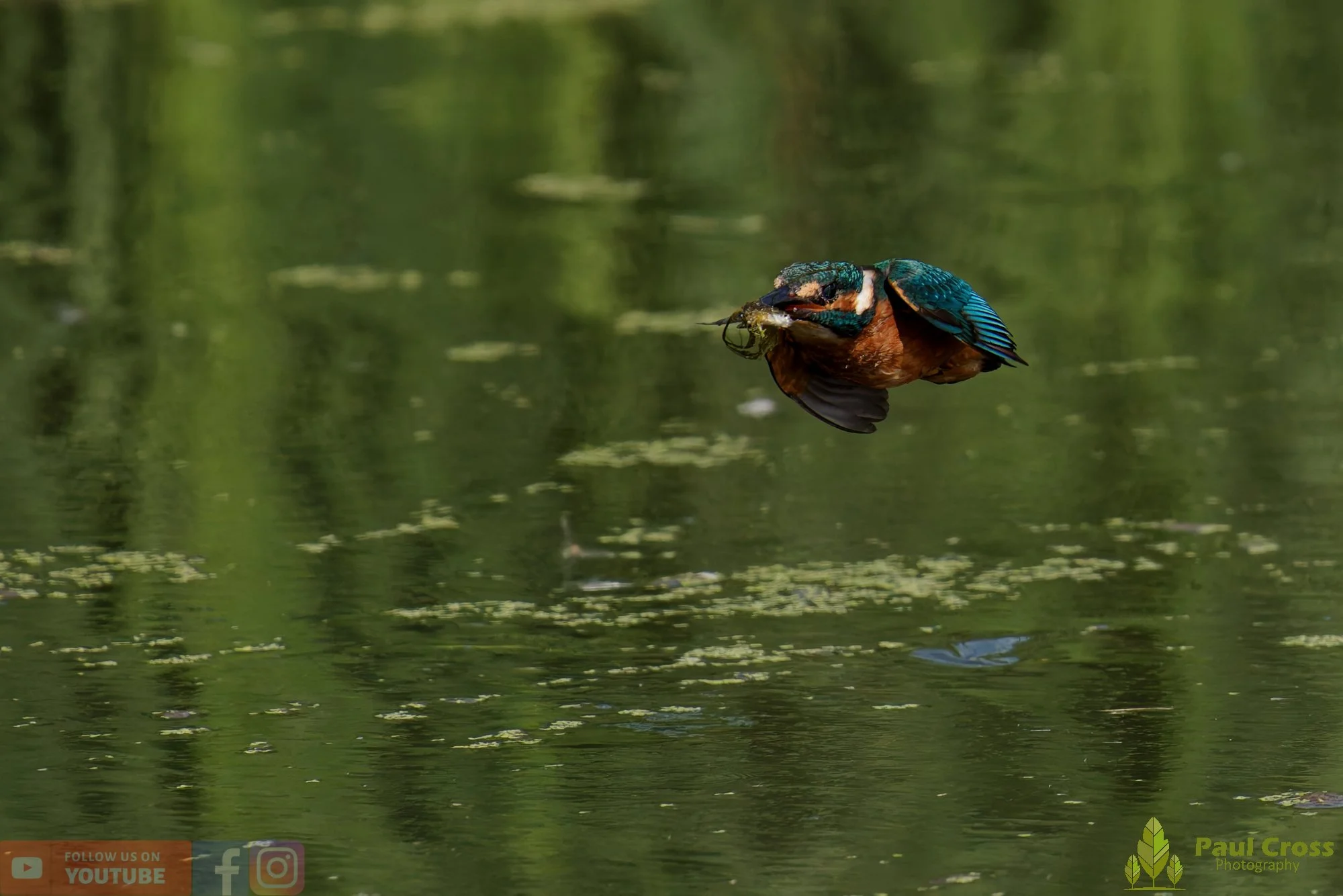 Kingfisher-00856.jpg