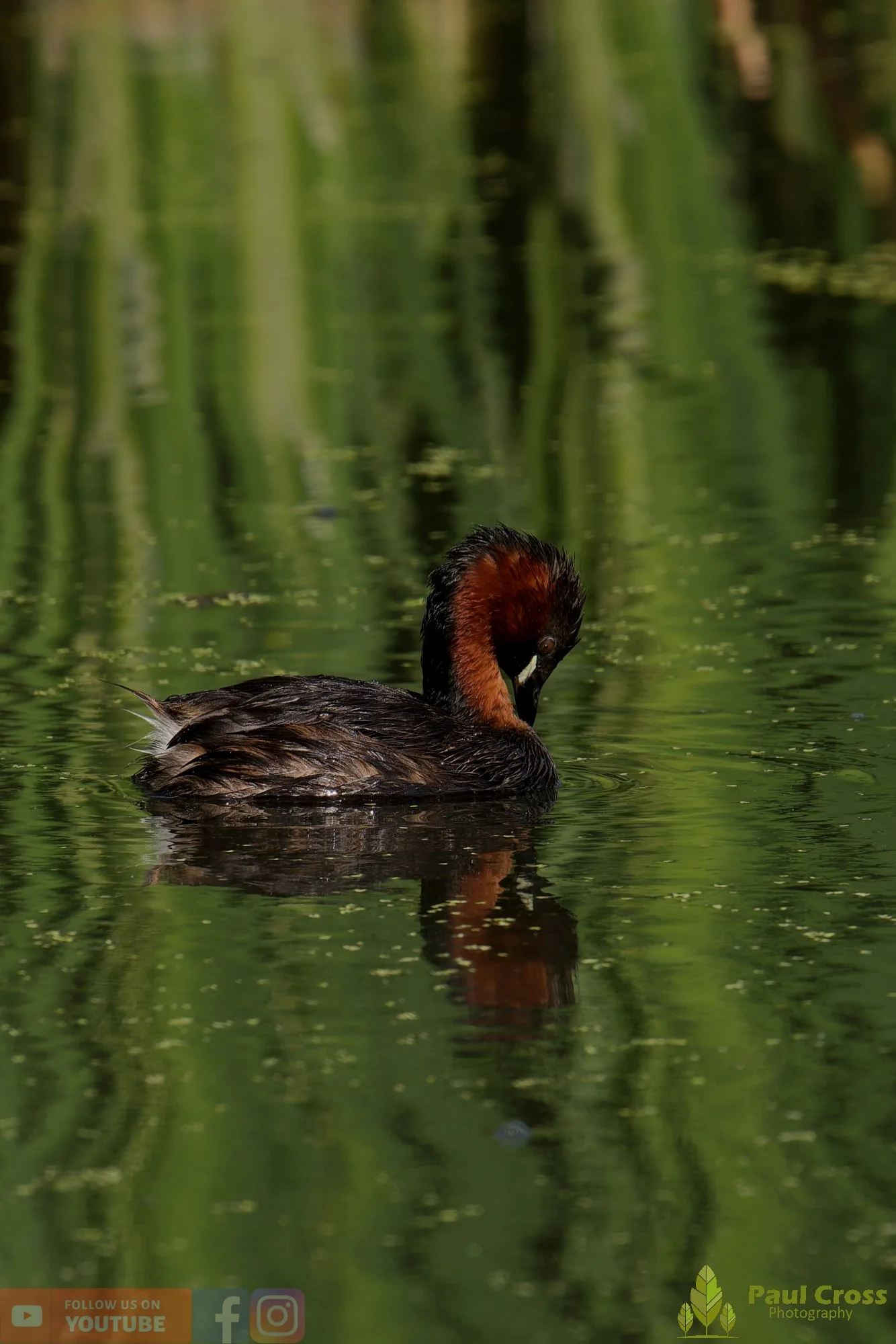 Little Grebe-00395.jpg