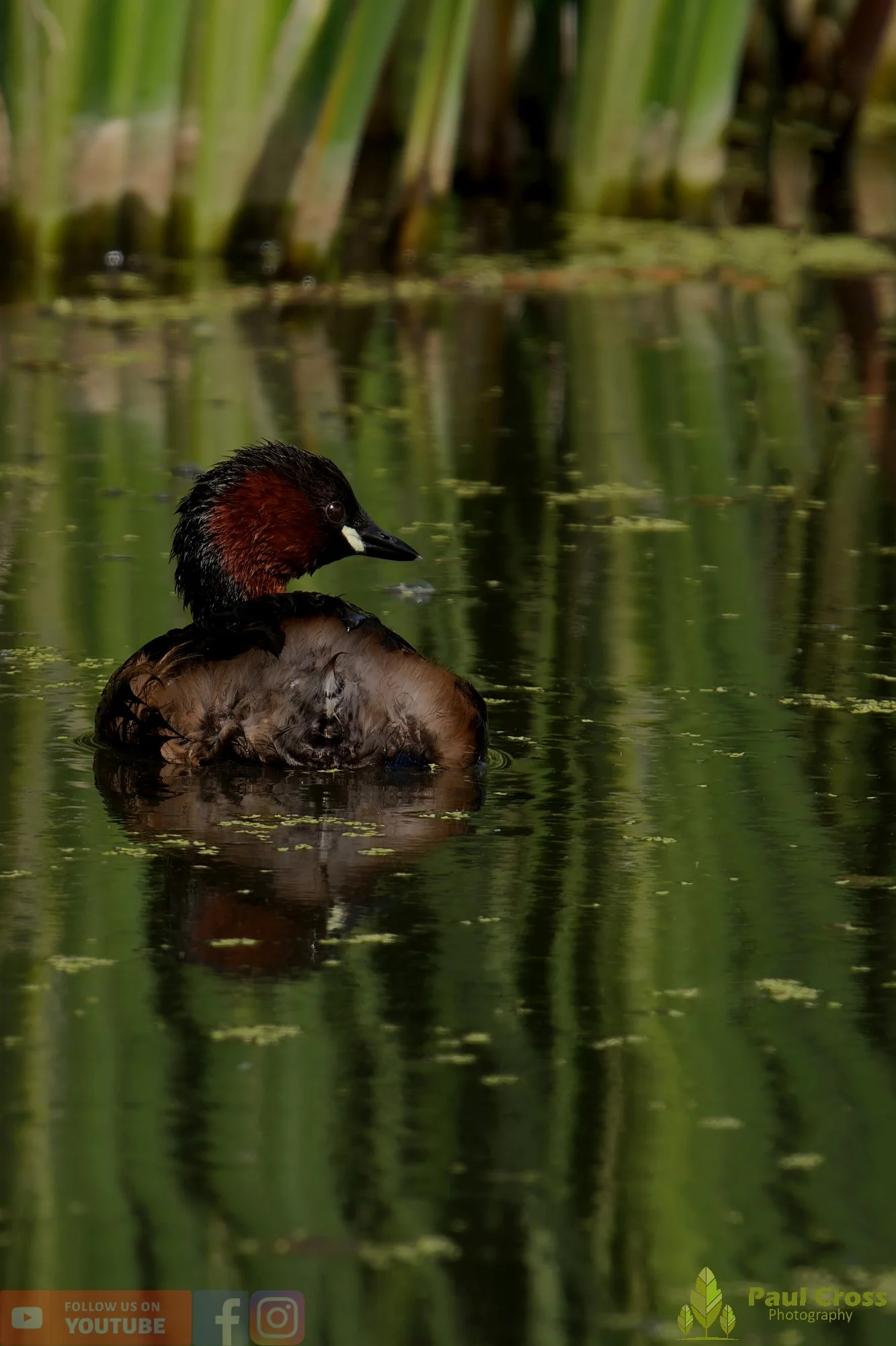 Little Grebe-00394.jpg
