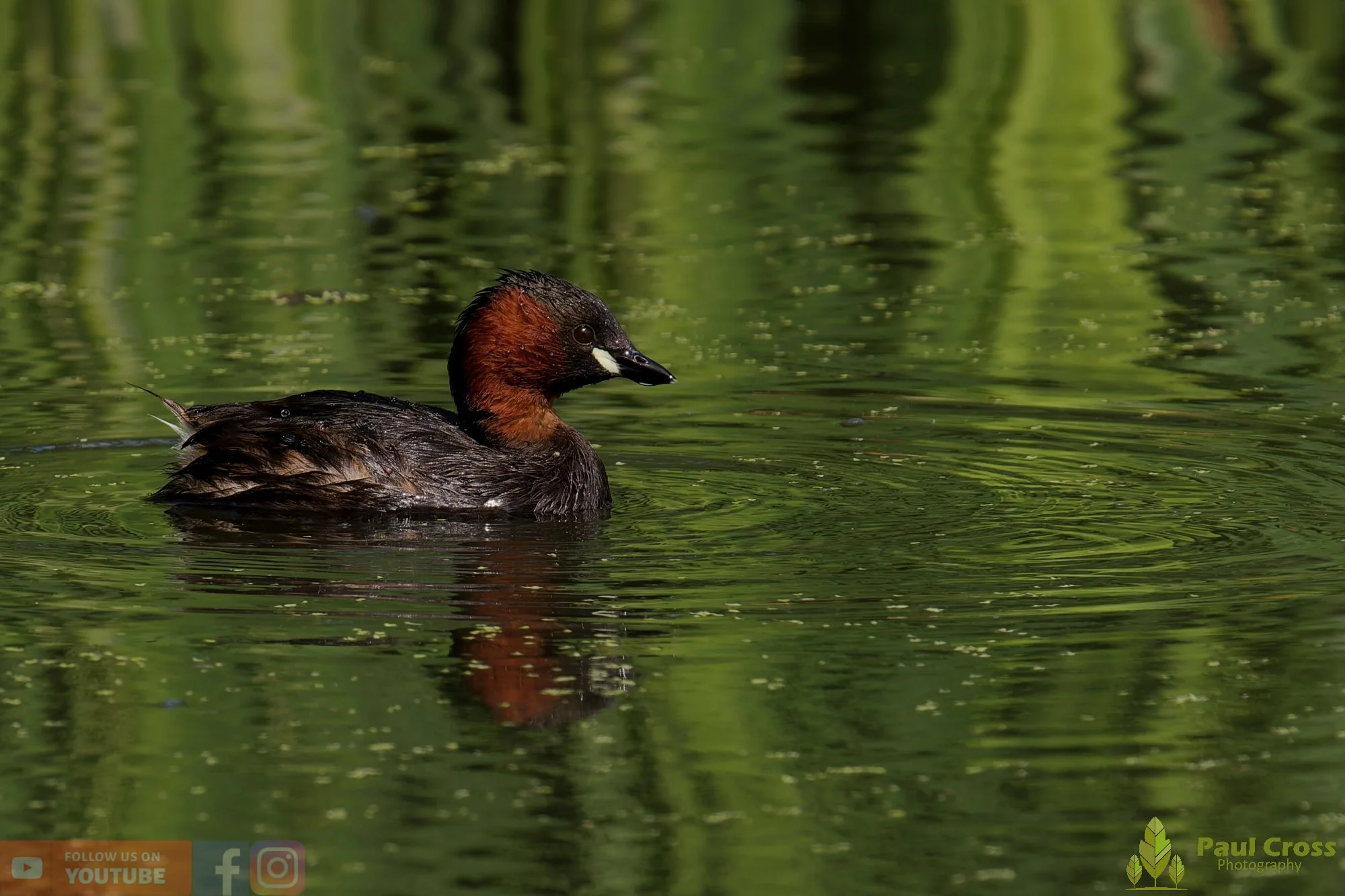 Little Grebe-00396.jpg