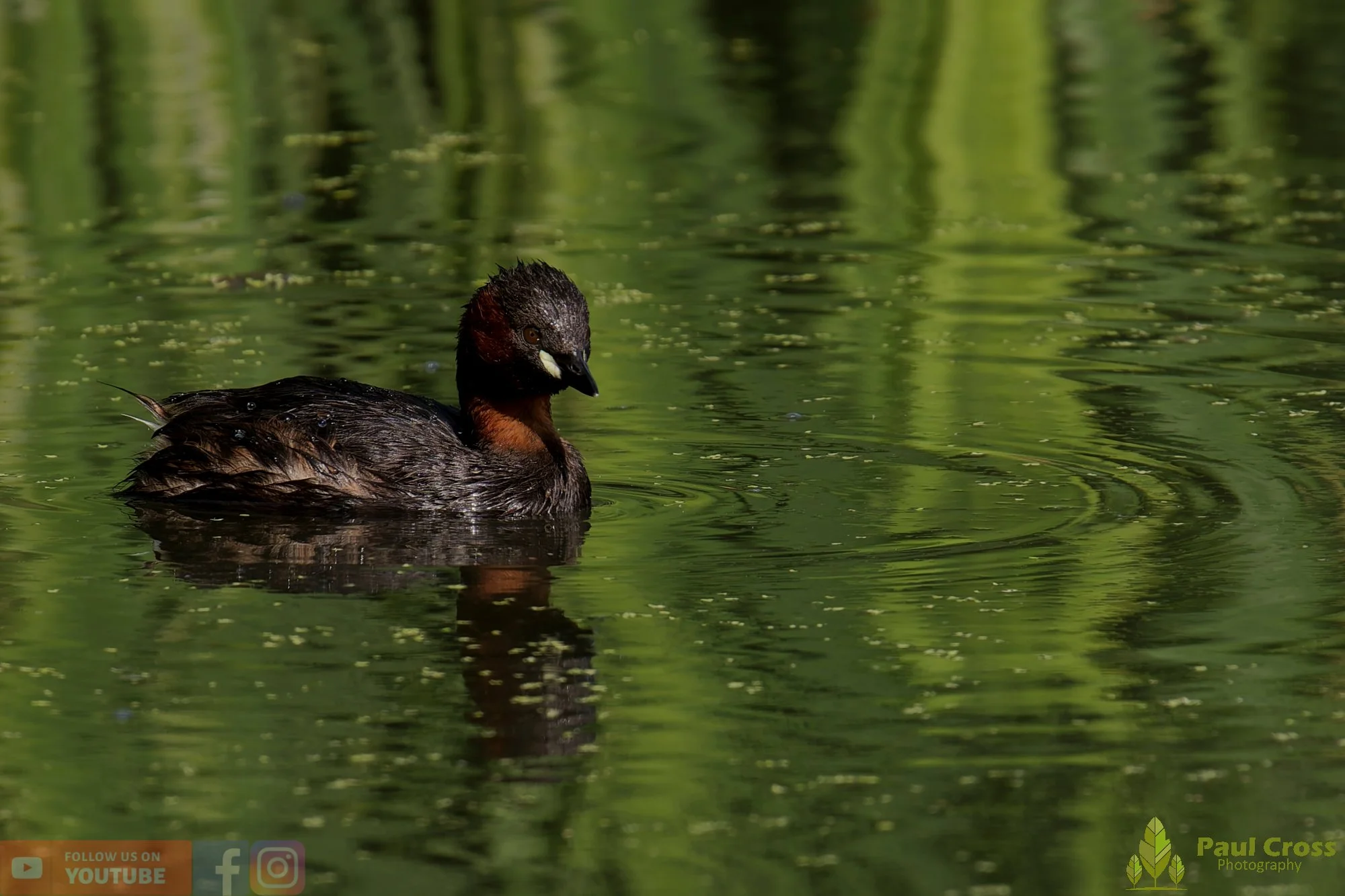 Little Grebe-00397.jpg
