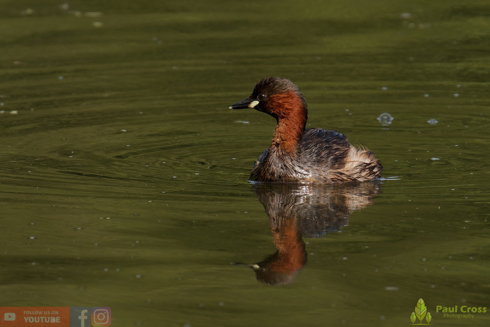 Little Grebe-00398.jpg