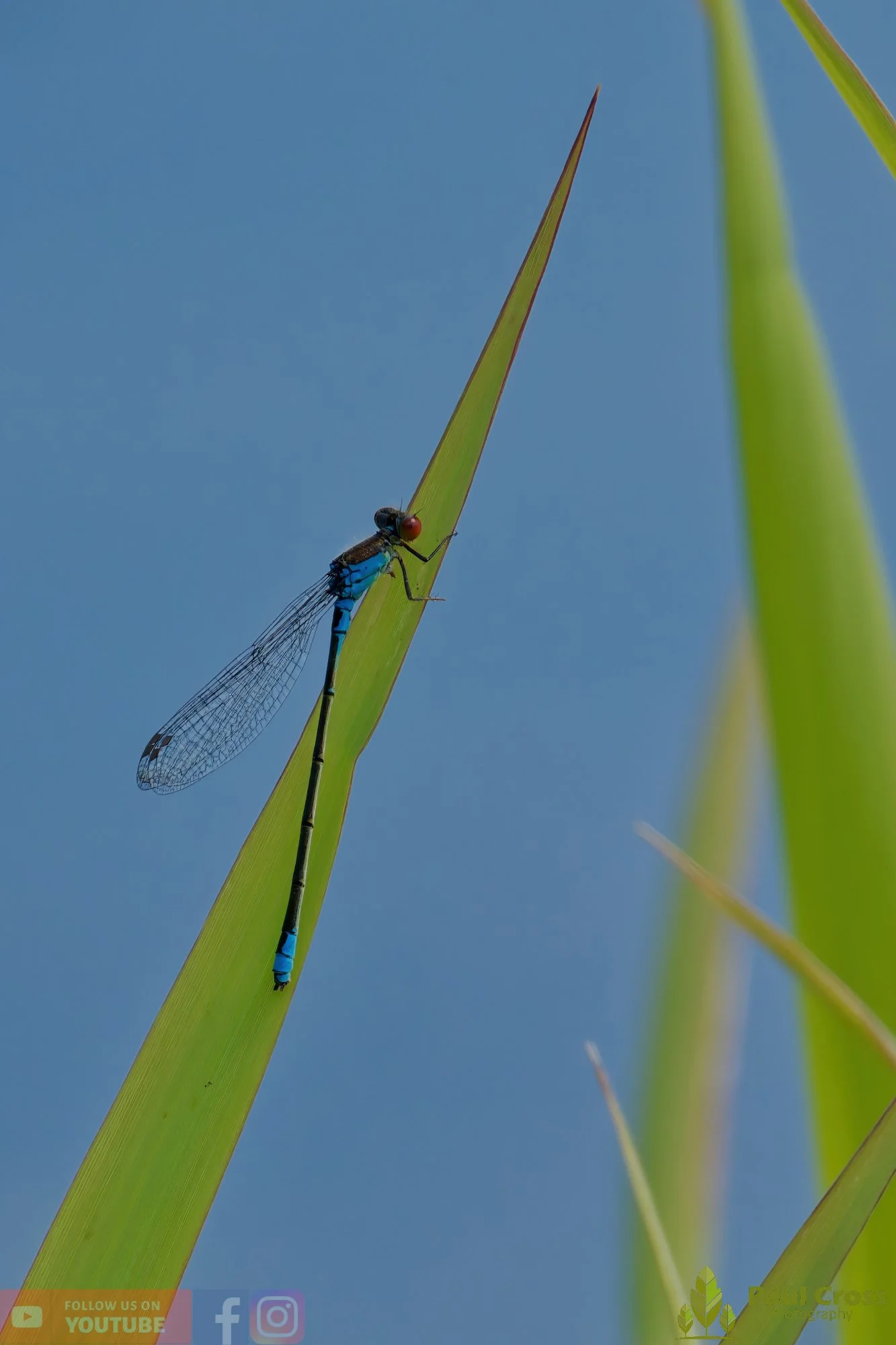 Small Red-eyed Damselfly - Erythromma Viridulum-00007.jpg