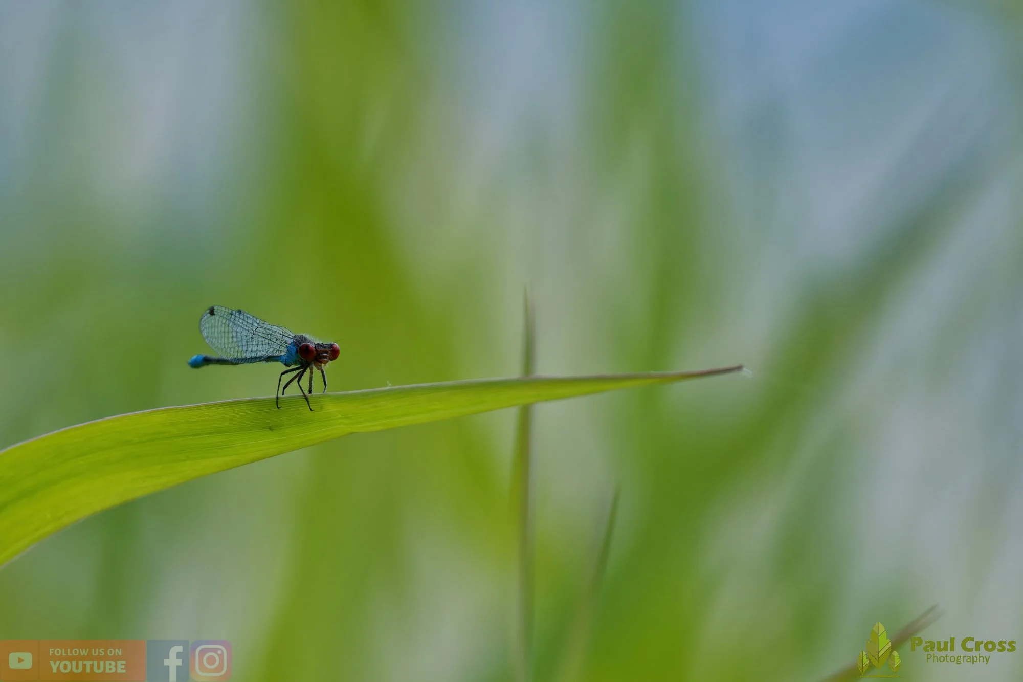 Small Red-eyed Damselfly - Erythromma Viridulum-00006.jpg