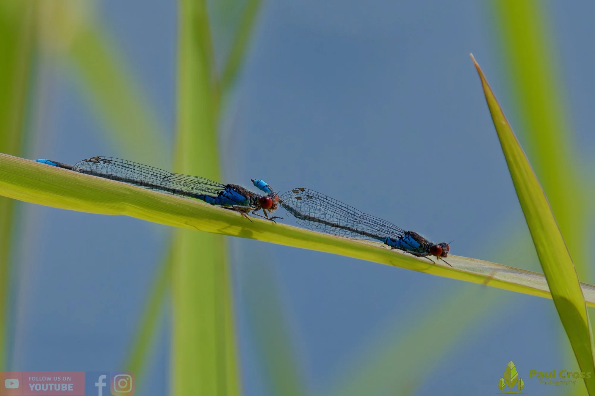 Small Red-eyed Damselfly - Erythromma Viridulum-00008.jpg