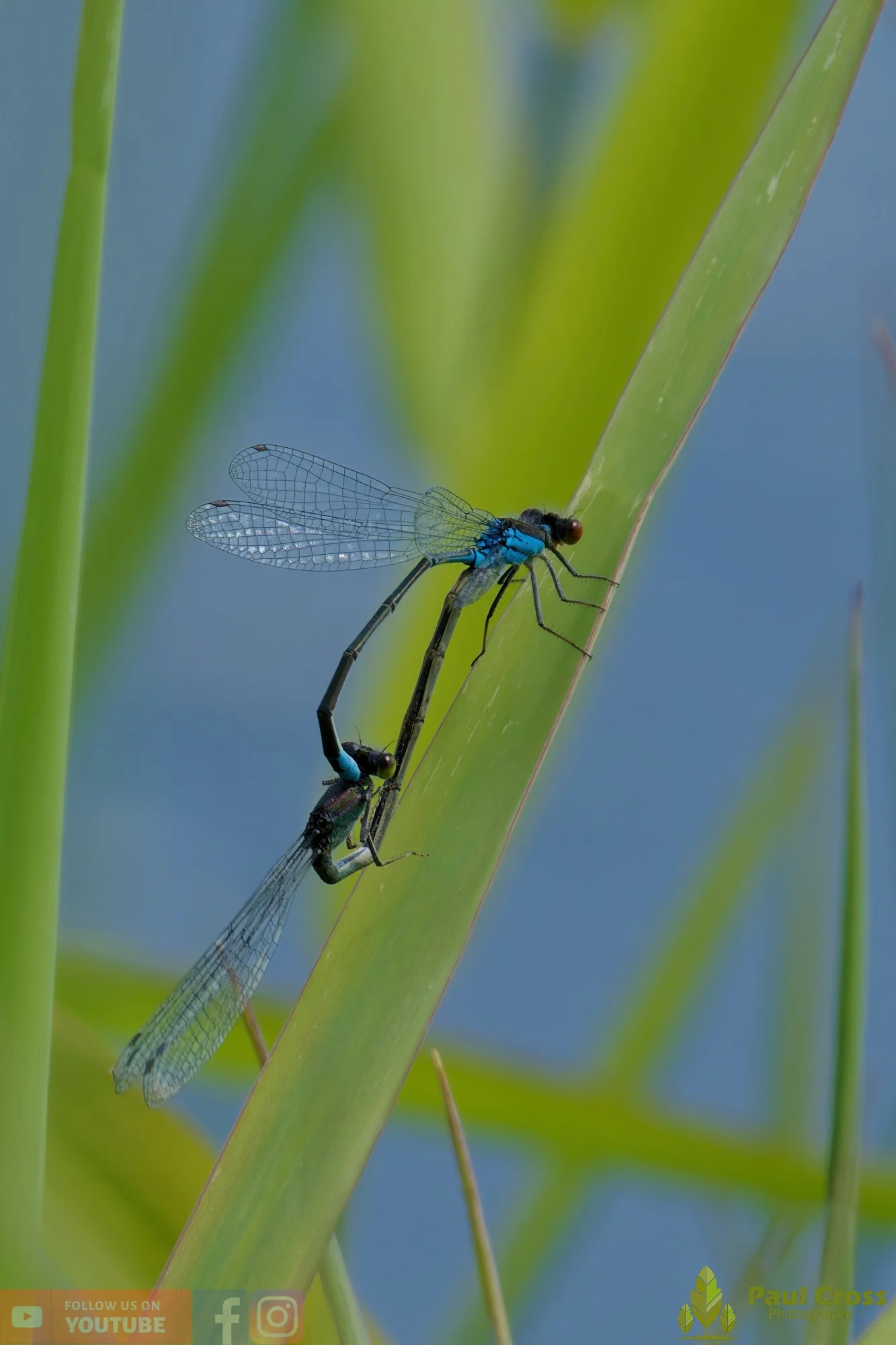 Small Red-eyed Damselfly - Erythromma Viridulum-00009.jpg