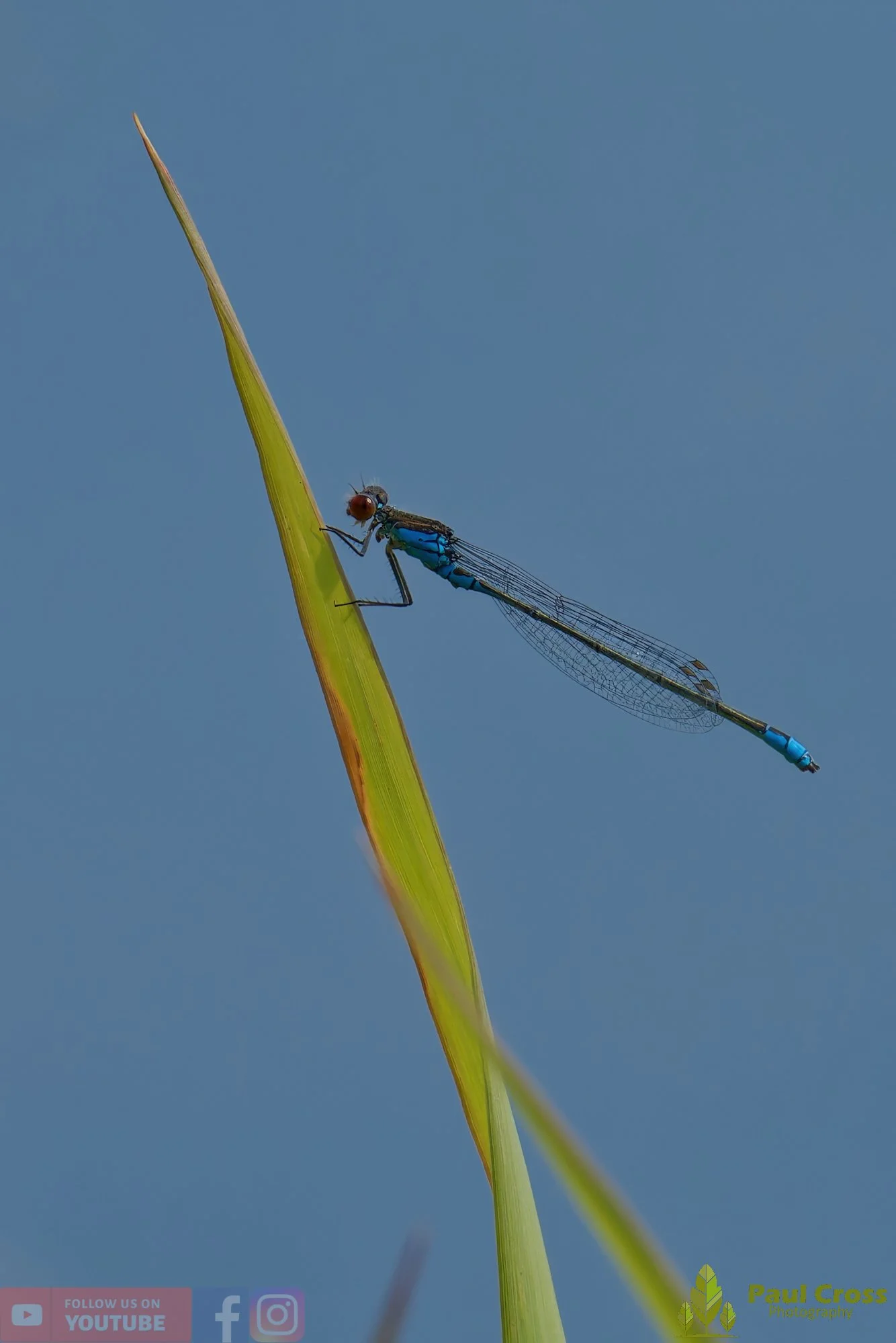 Small Red-eyed Damselfly - Erythromma Viridulum-00010.jpg