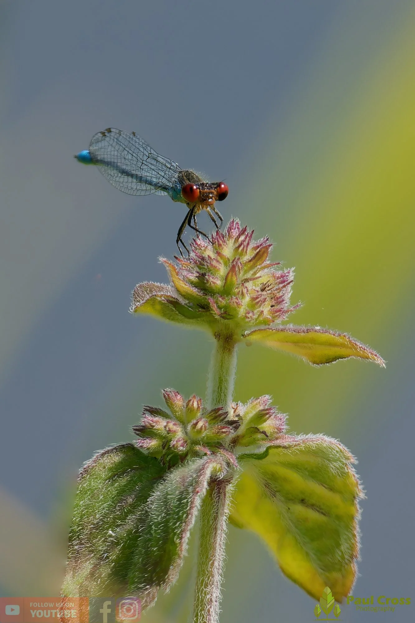 Small Red-eyed Damselfly - Erythromma Viridulum-00011.jpg