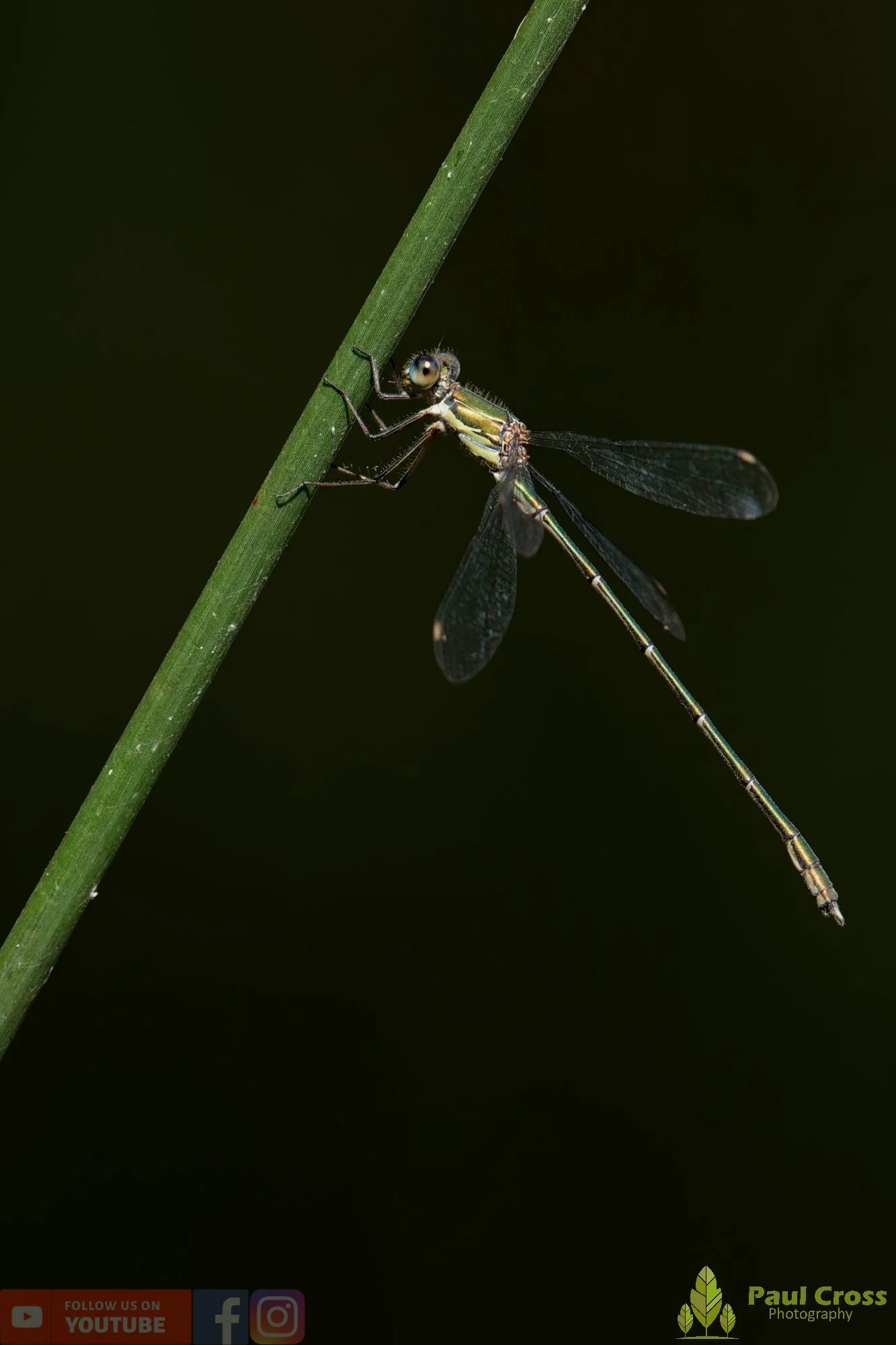 Willow Emerald Damselfly - Chalcolestes Viridis-00062.jpg