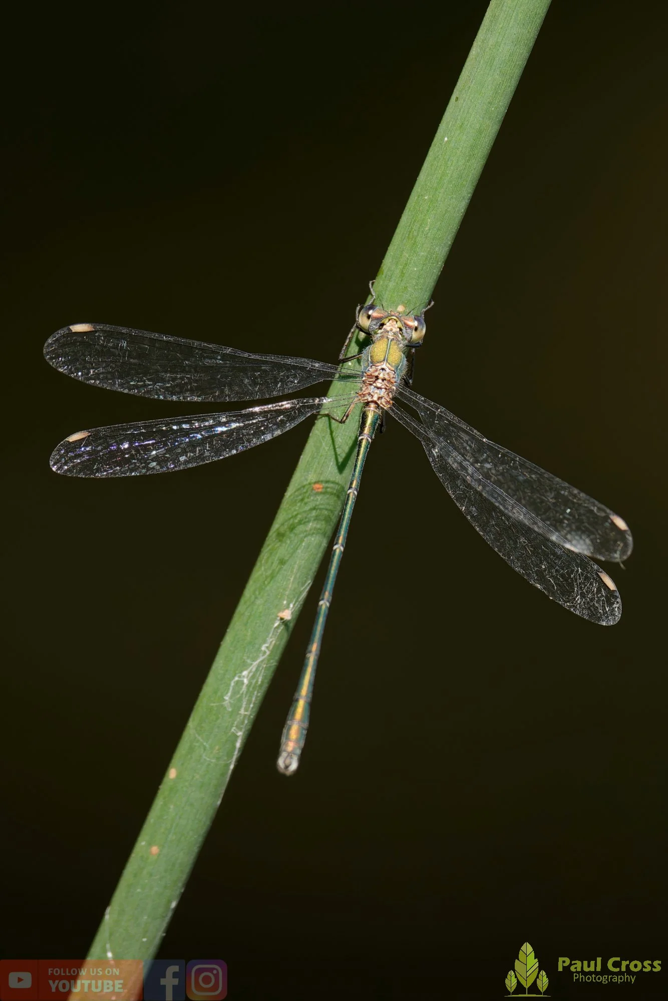 Willow Emerald Damselfly - Chalcolestes Viridis-00061.jpg