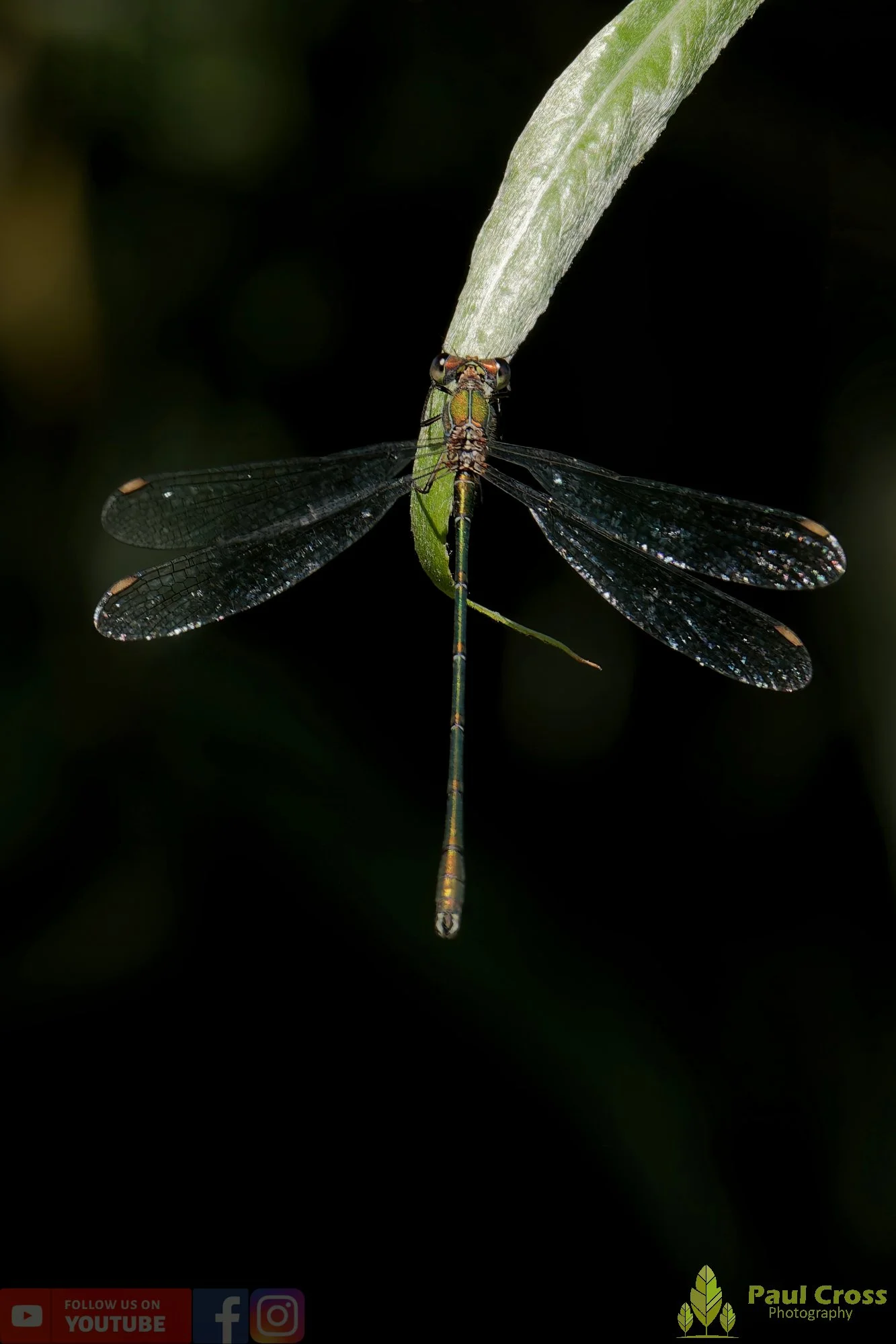 Willow Emerald Damselfly - Chalcolestes Viridis-00063.jpg