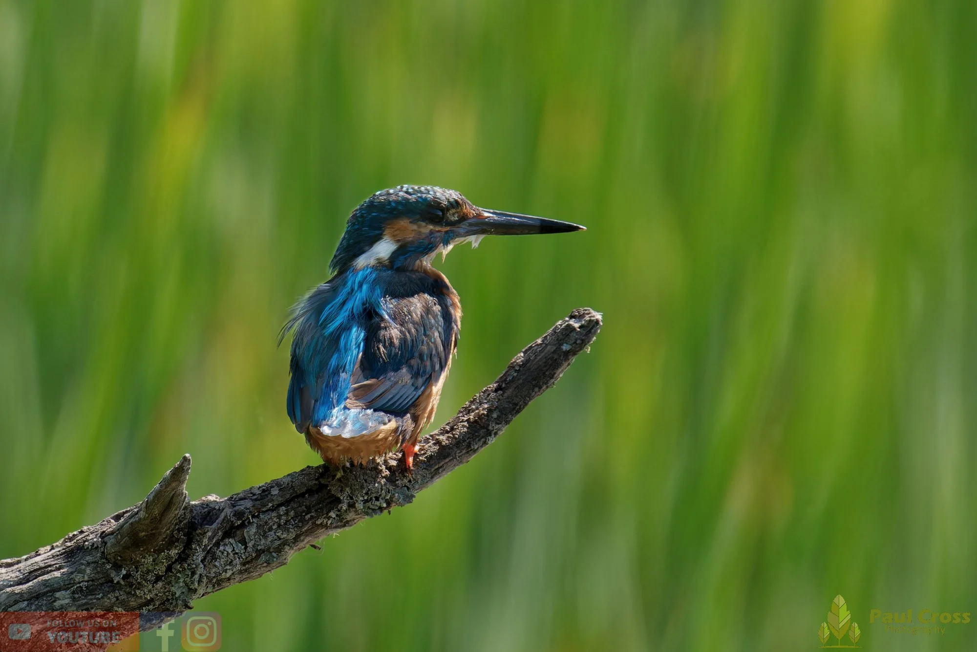 Kingfisher-00822.jpg