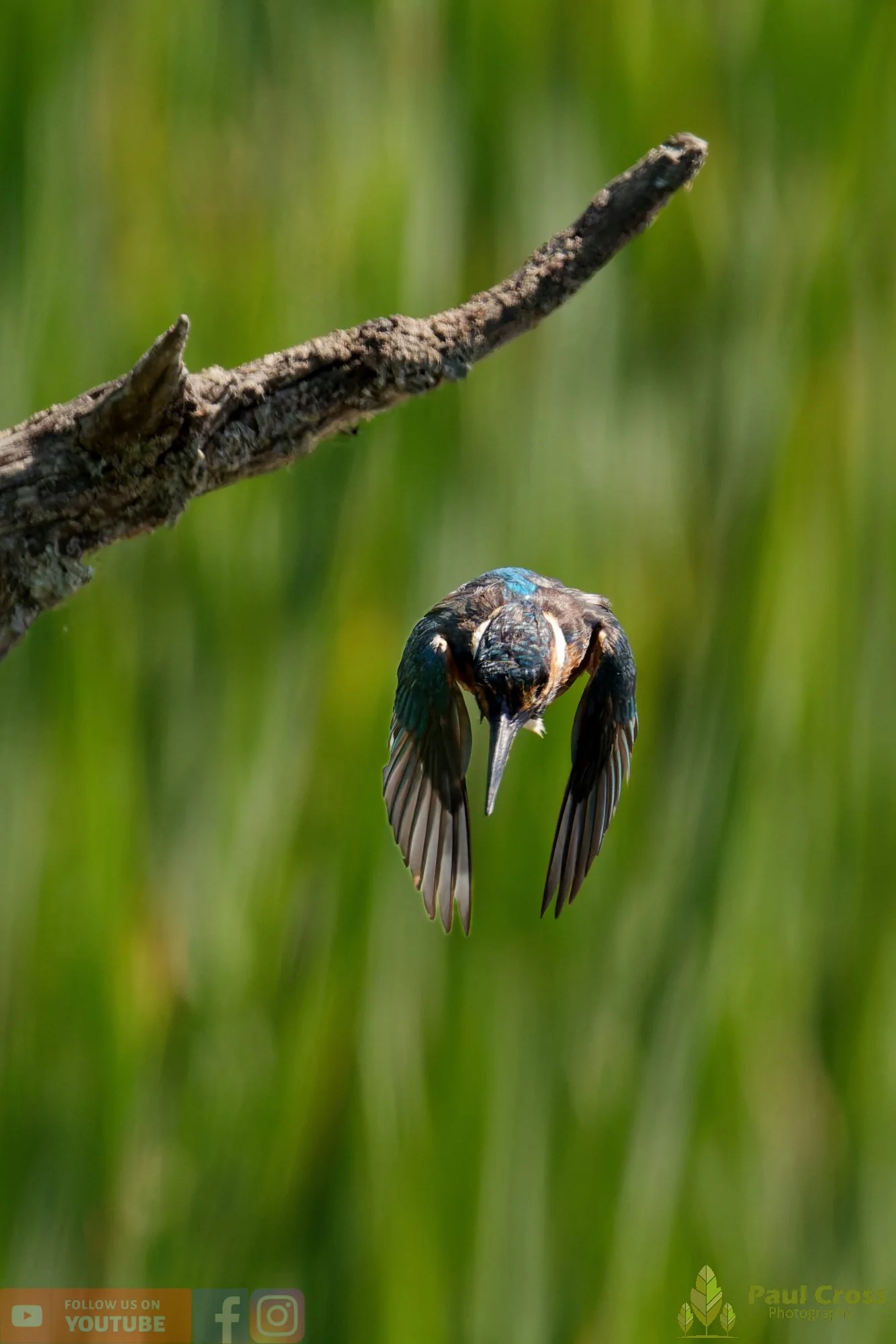Kingfisher-00823.jpg