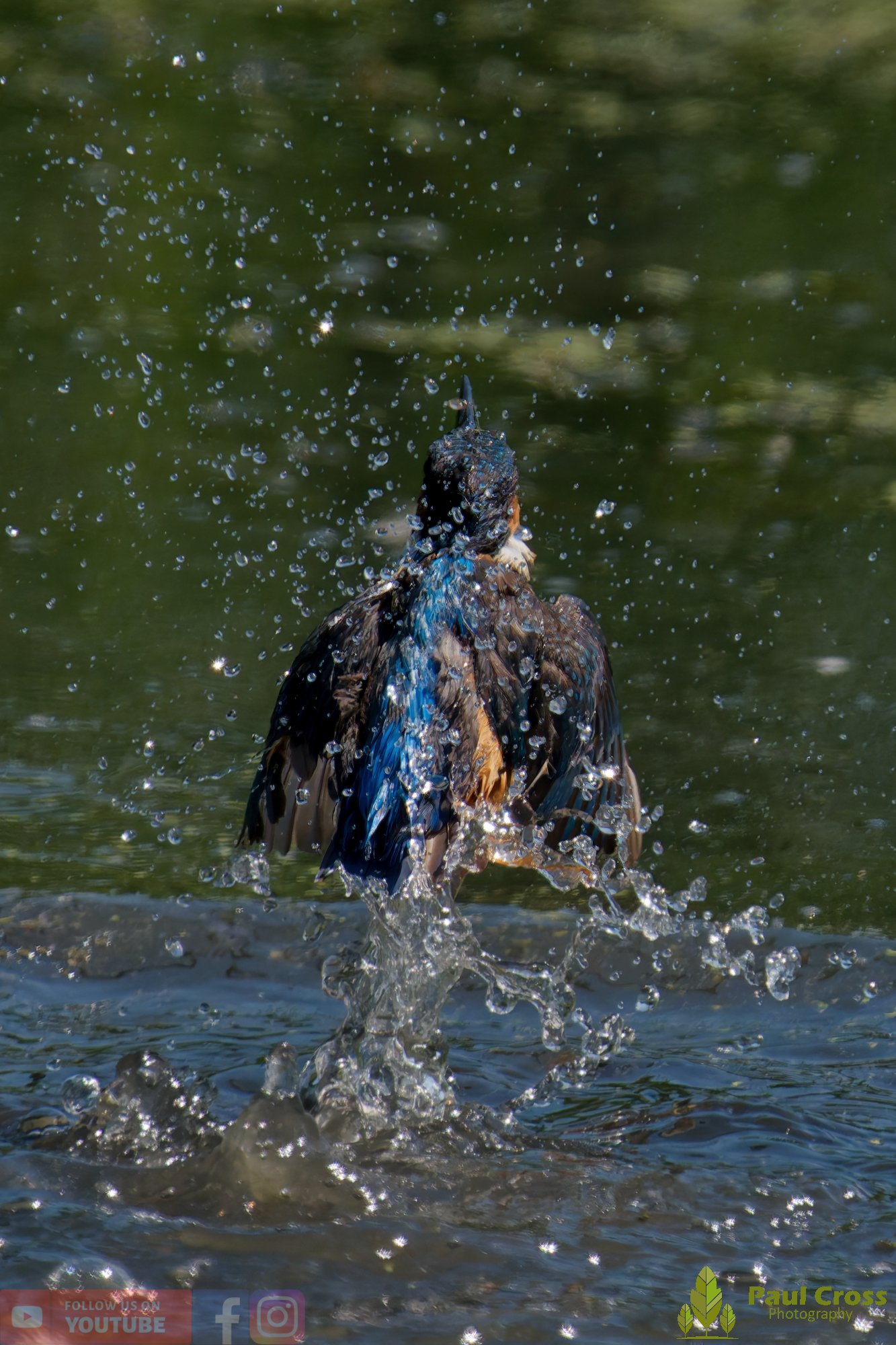 Kingfisher-00824.jpg