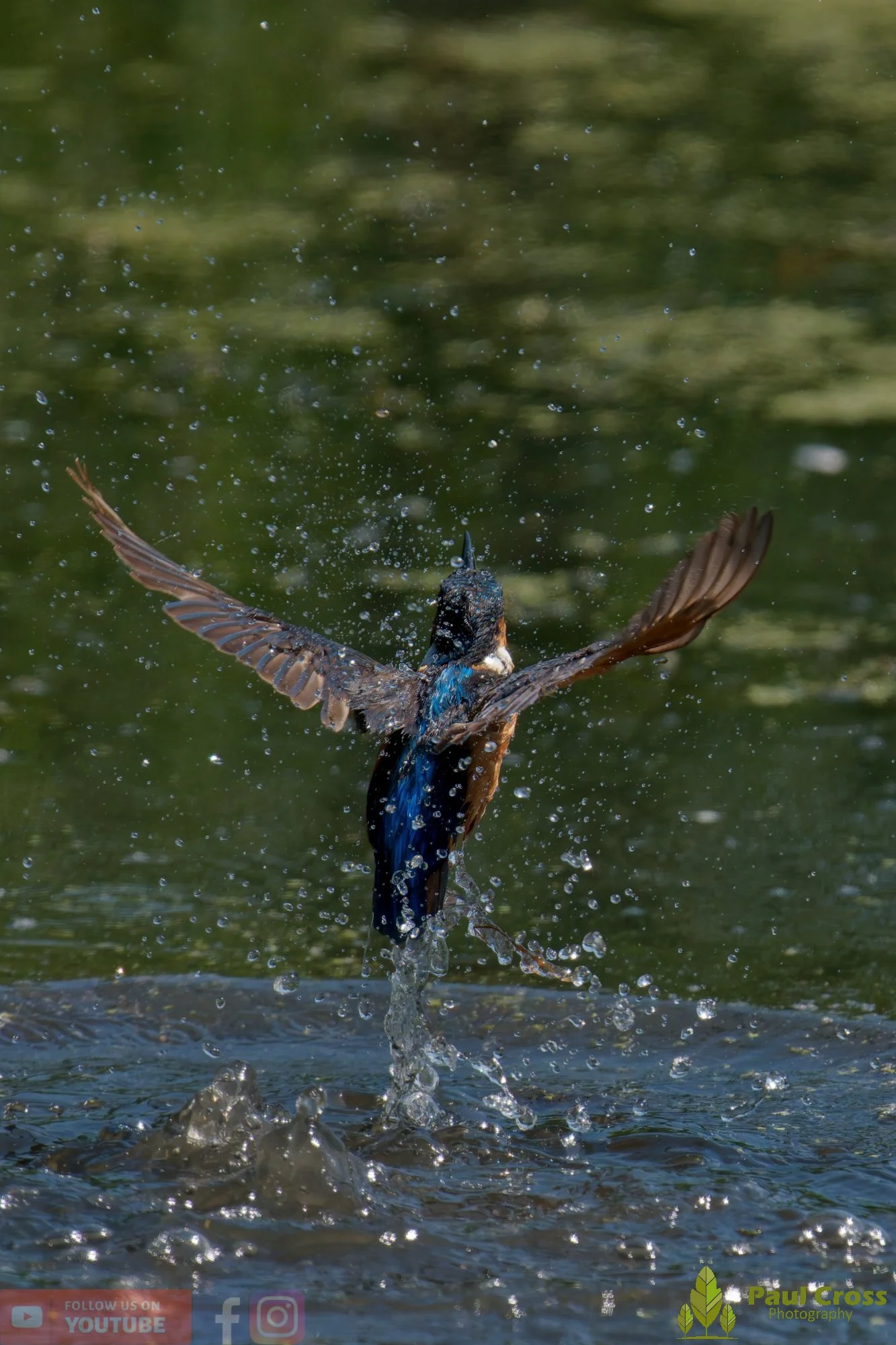 Kingfisher-00825.jpg