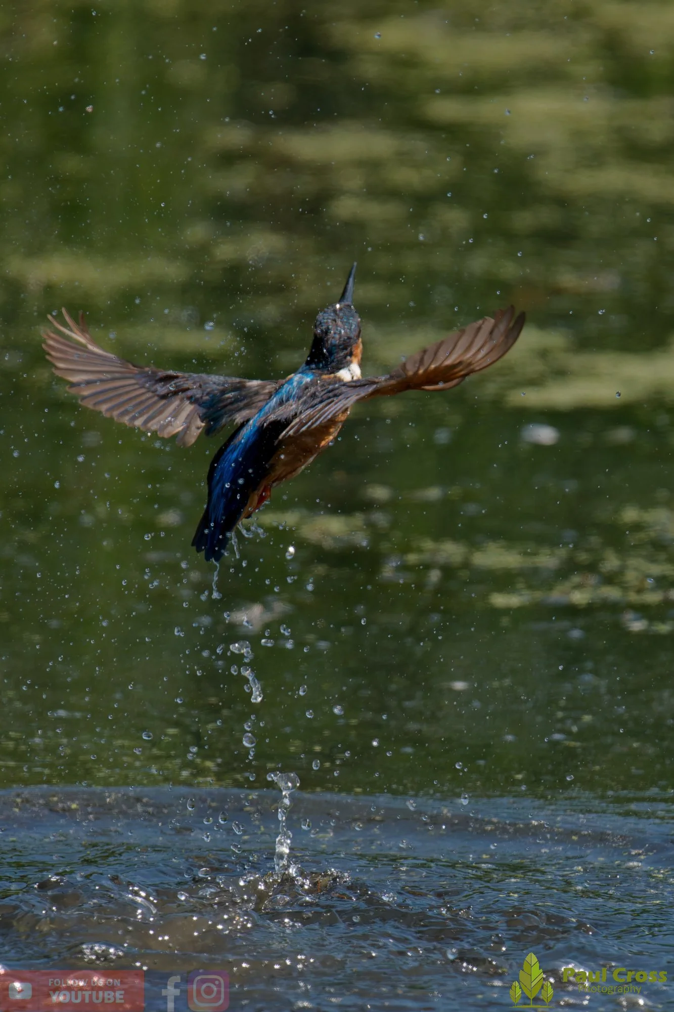 Kingfisher-00826.jpg