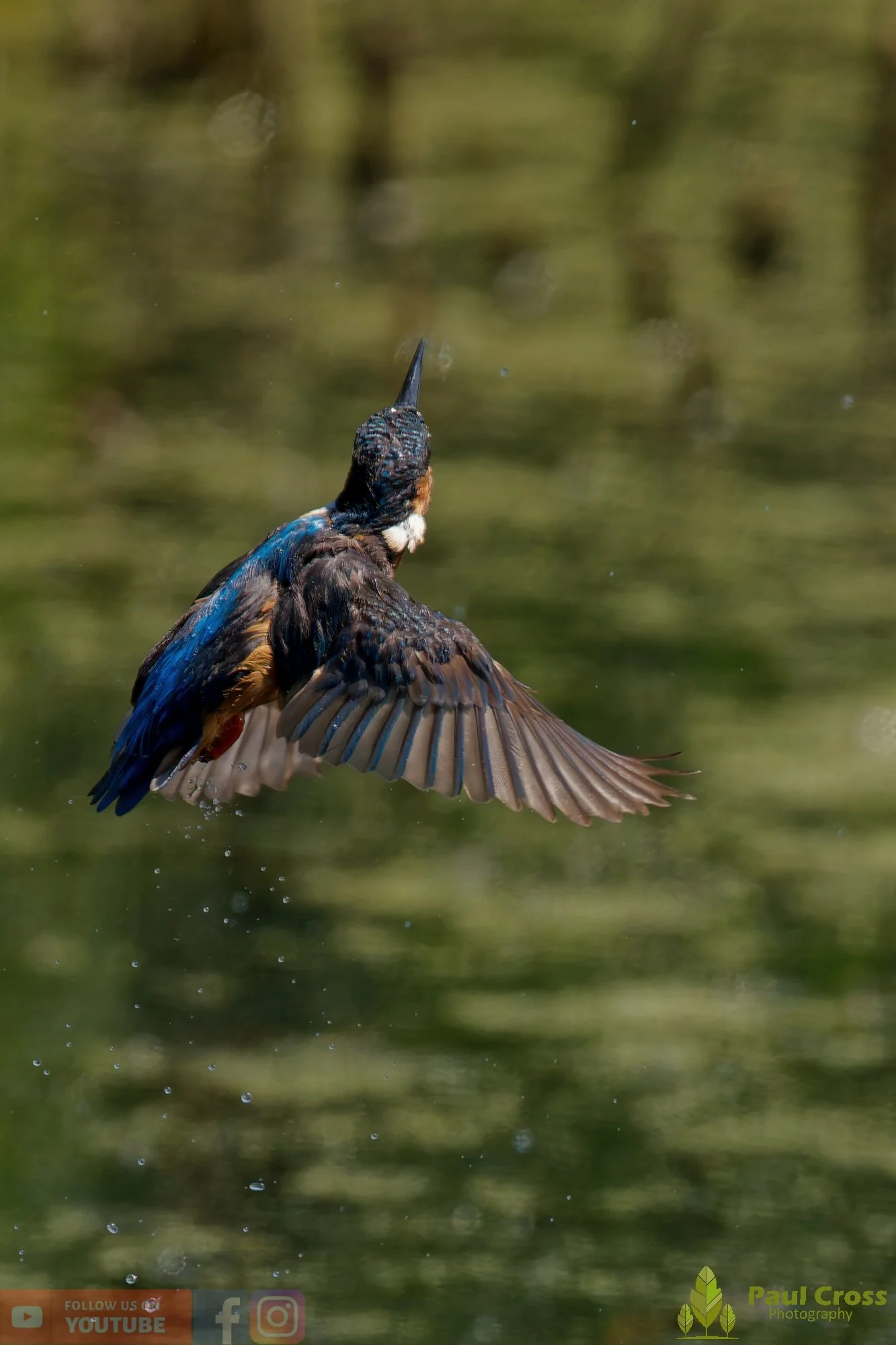 Kingfisher-00827.jpg