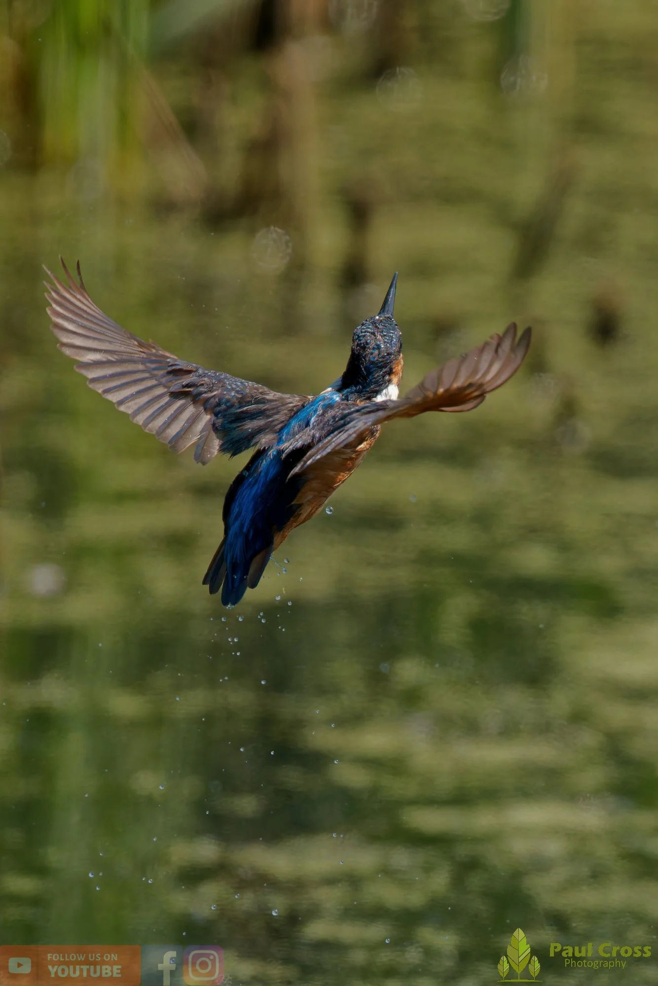 Kingfisher-00828.jpg