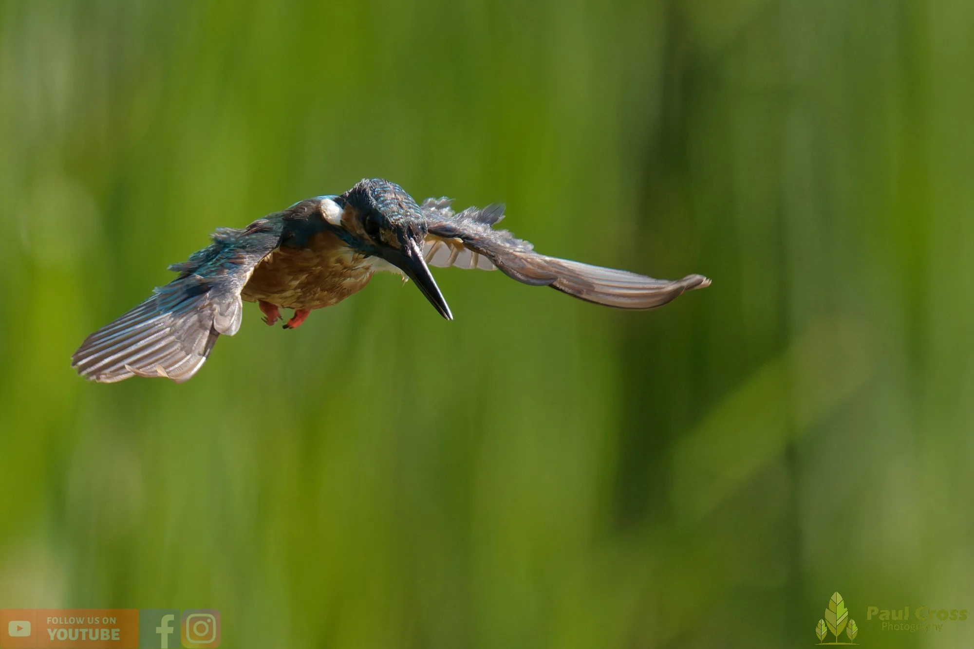 Kingfisher-00829.jpg