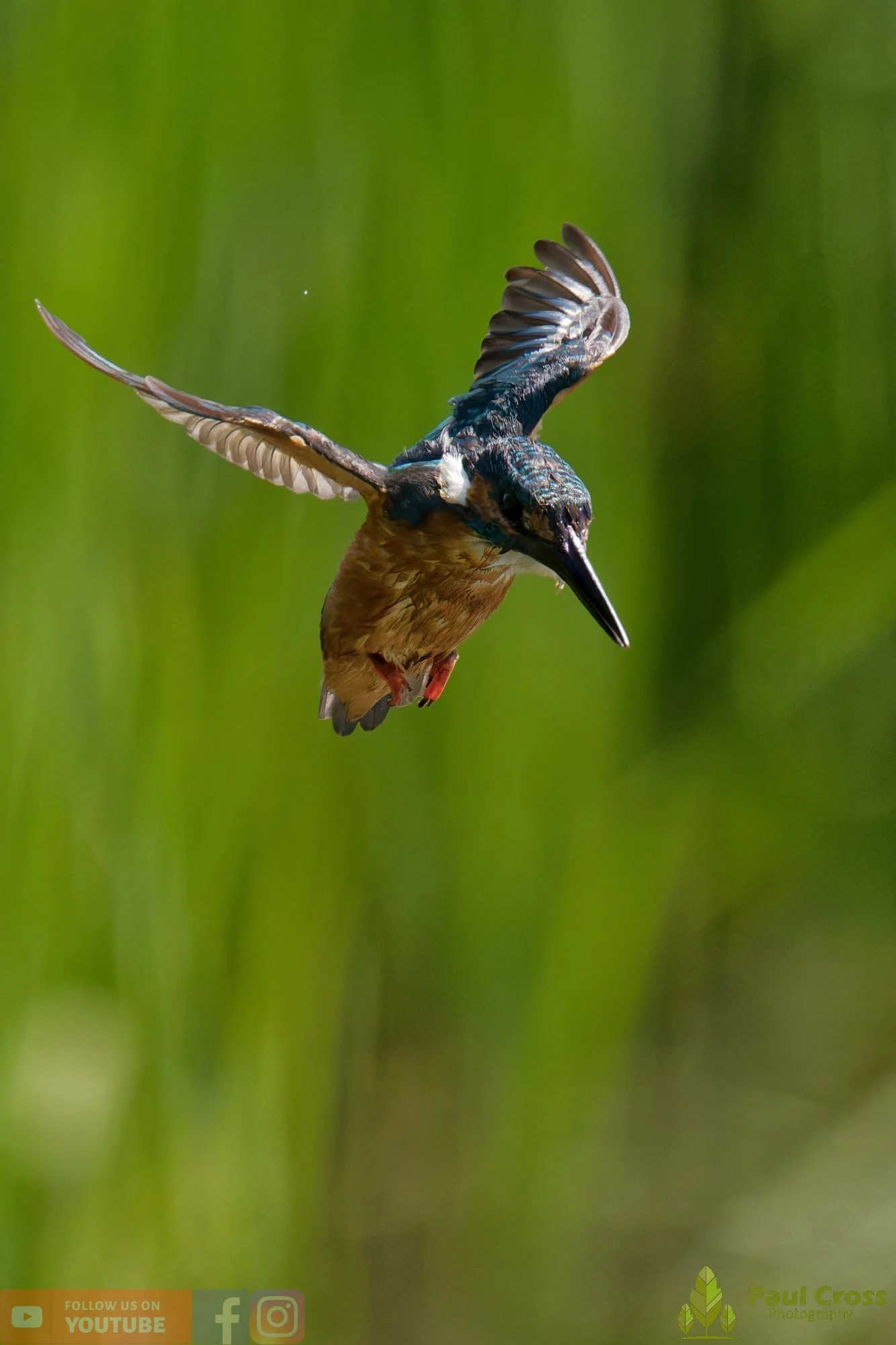 Kingfisher-00830.jpg