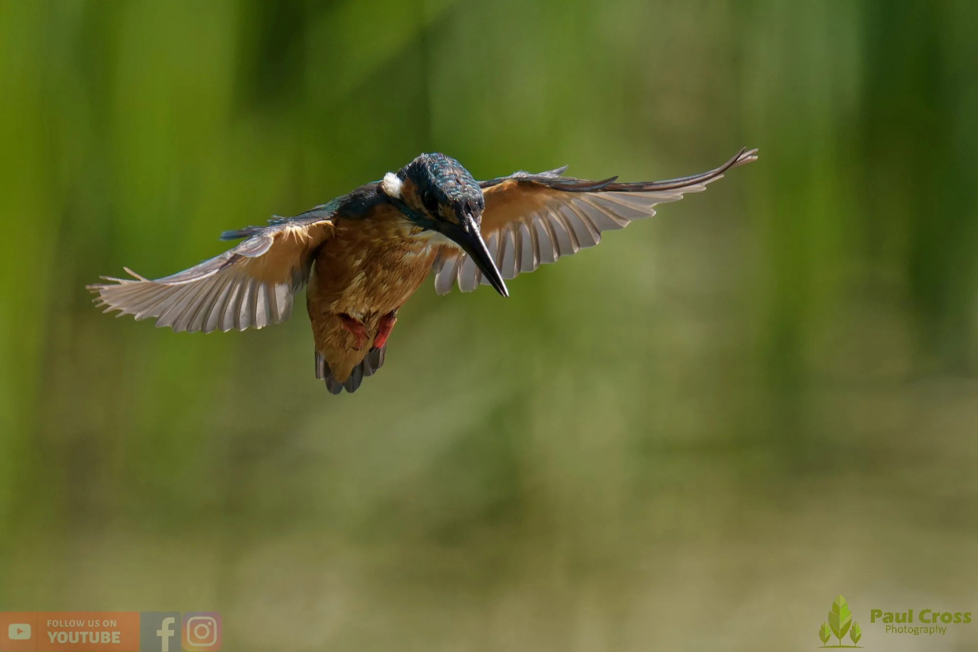 Kingfisher-00831.jpg