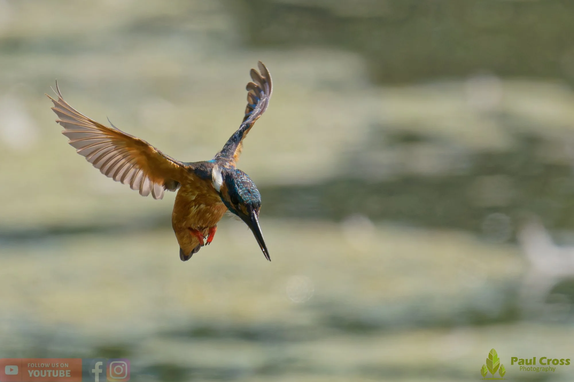 Kingfisher-00835.jpg