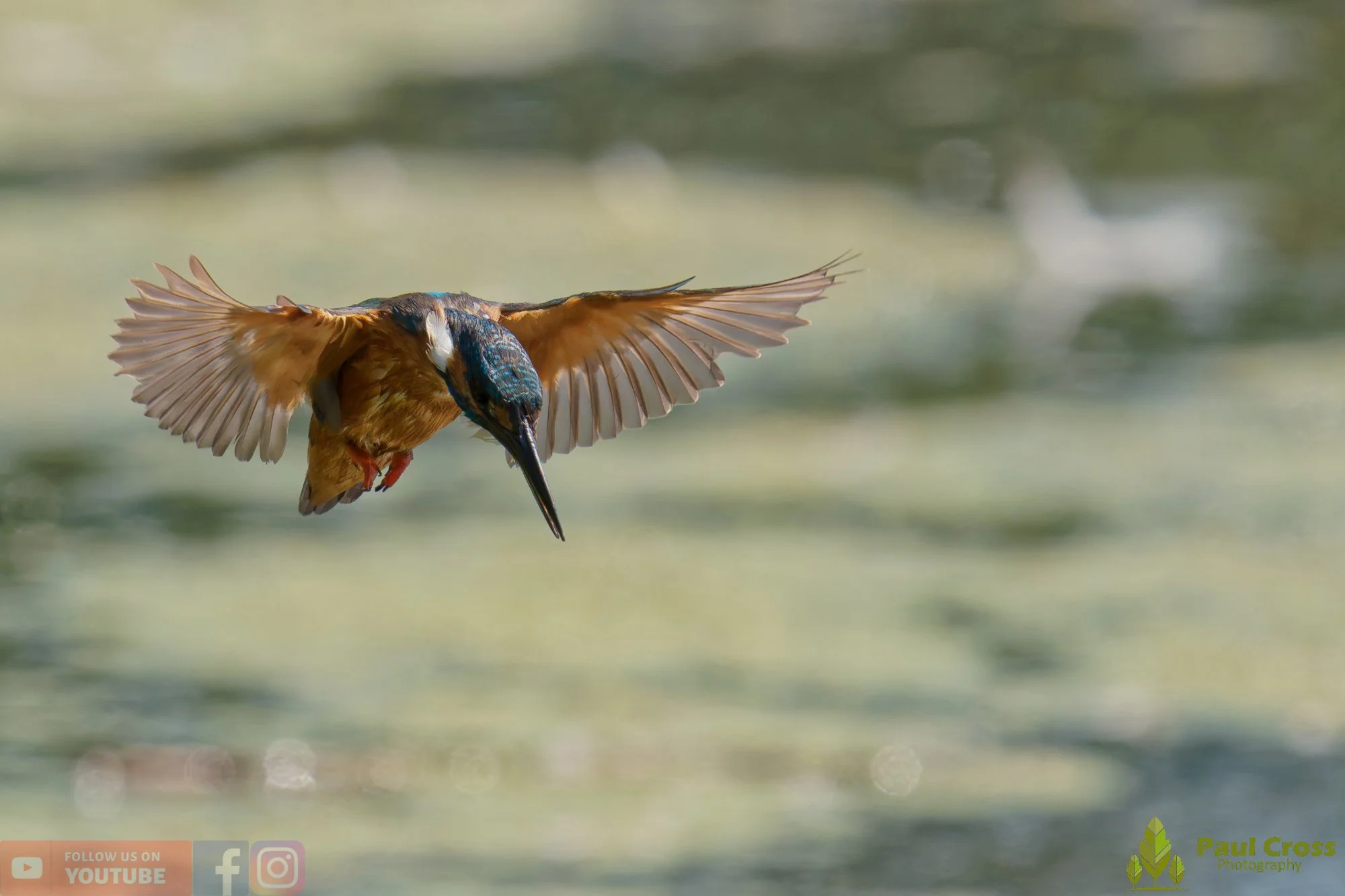 Kingfisher-00837.jpg