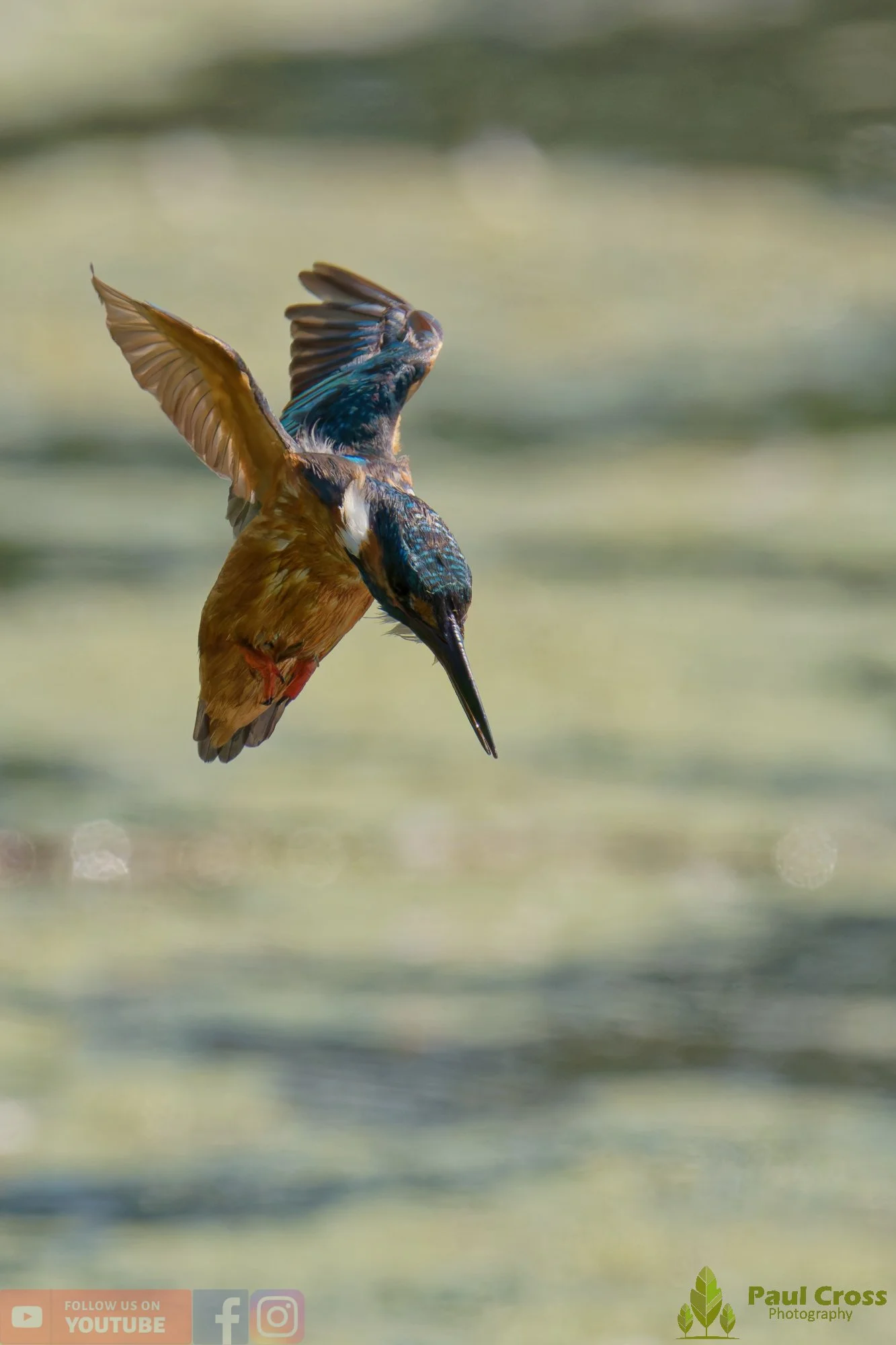 Kingfisher-00838.jpg