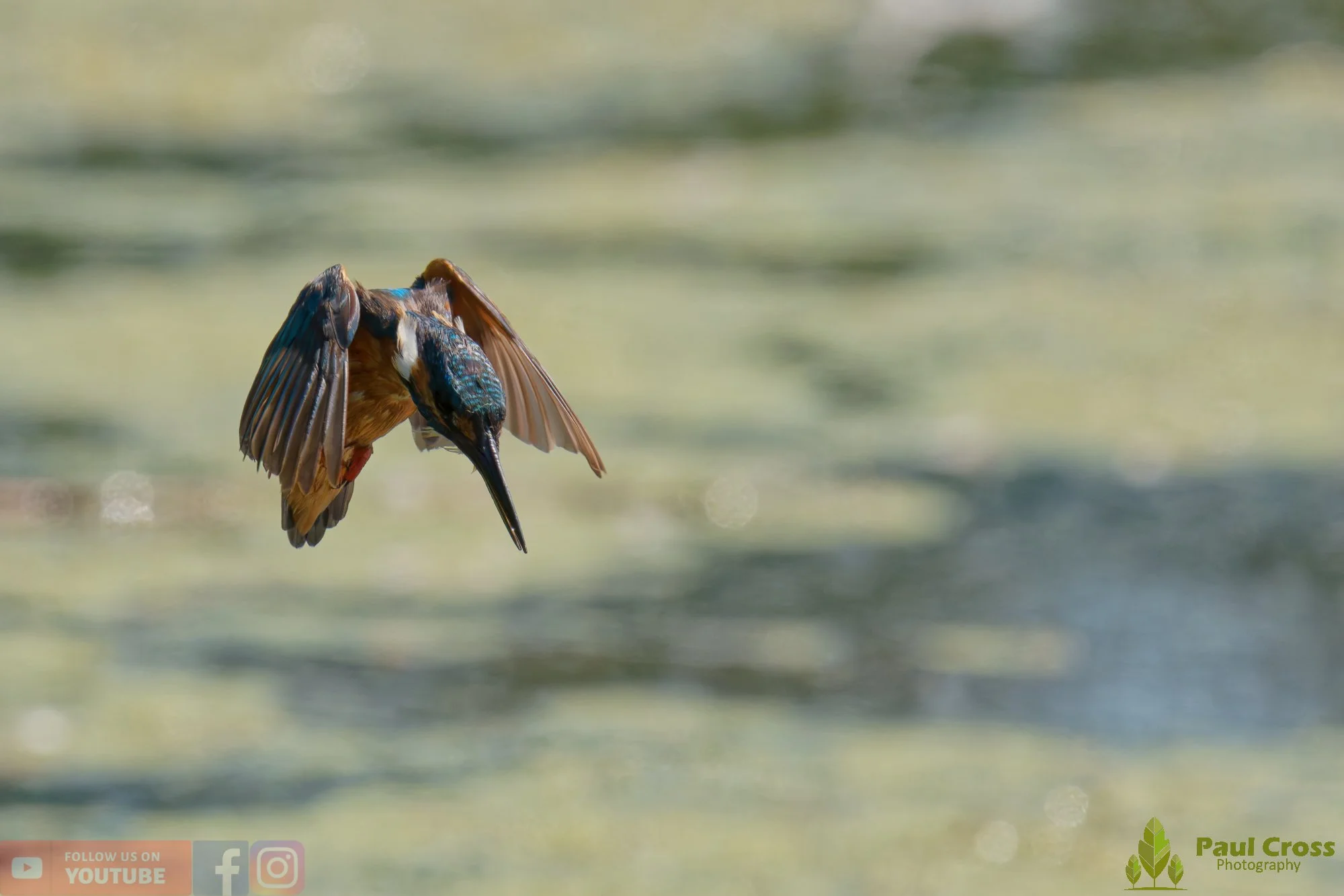 Kingfisher-00839.jpg