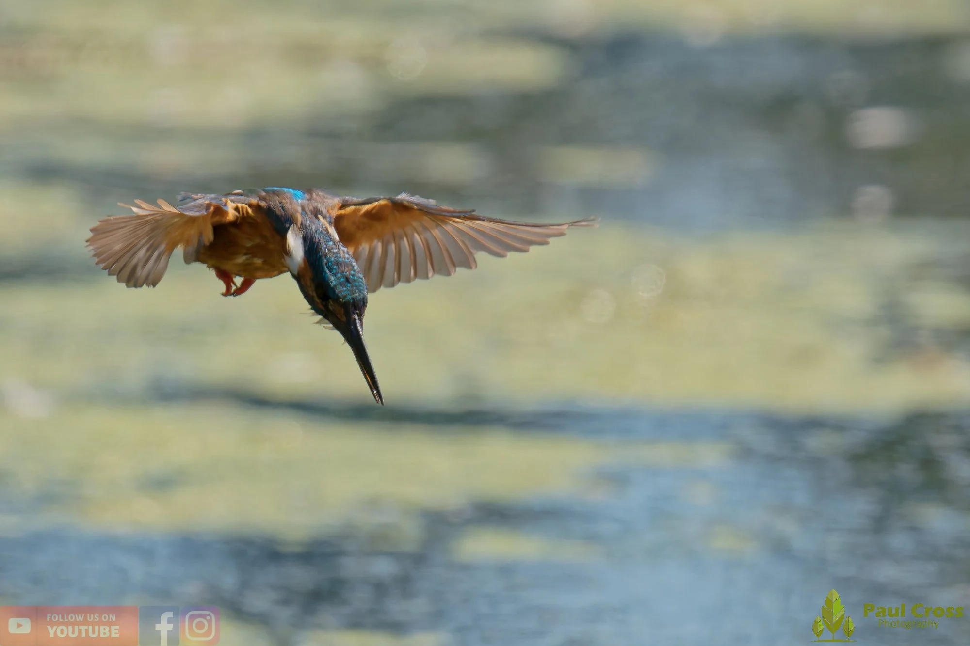 Kingfisher-00842.jpg