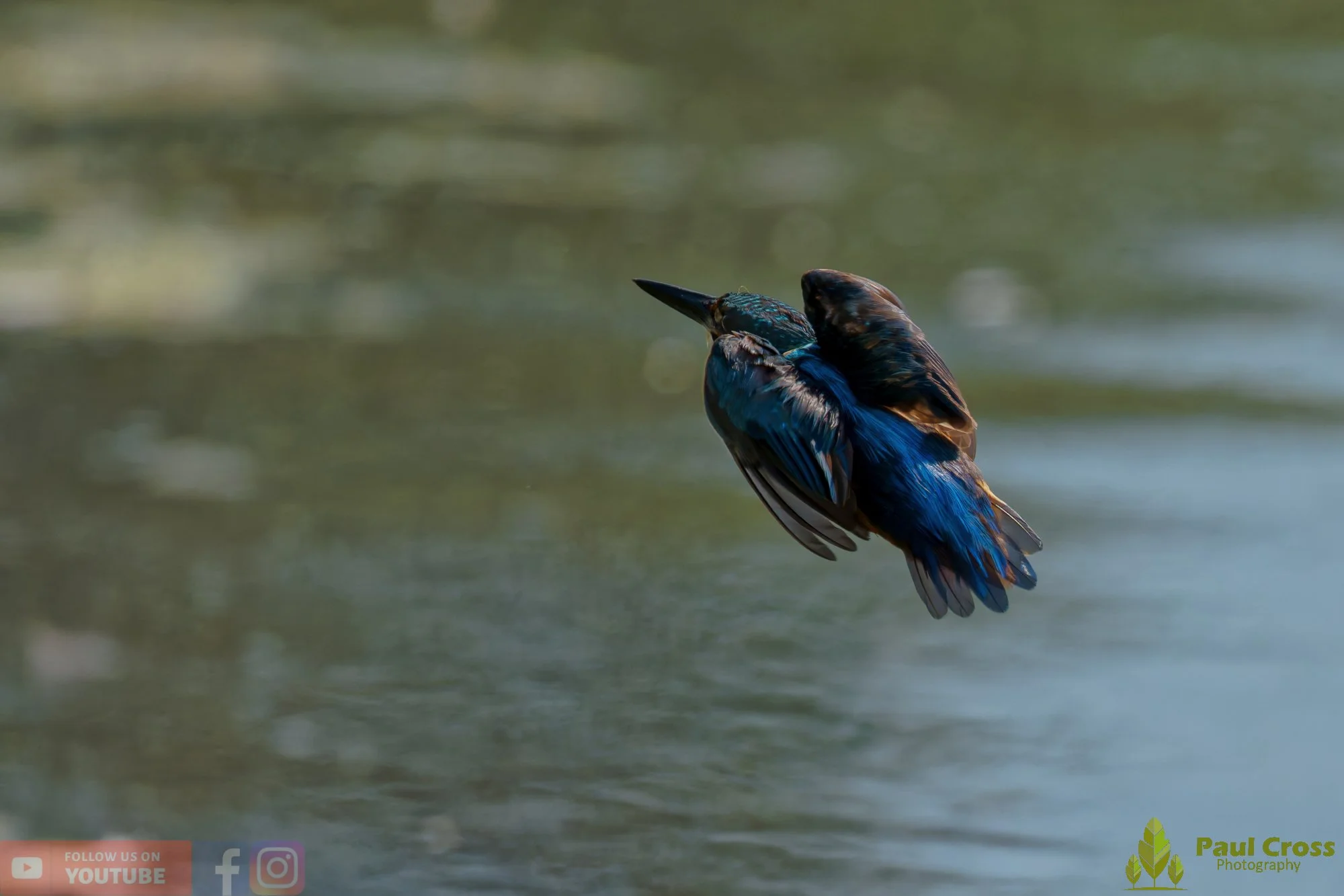 Kingfisher-00845.jpg