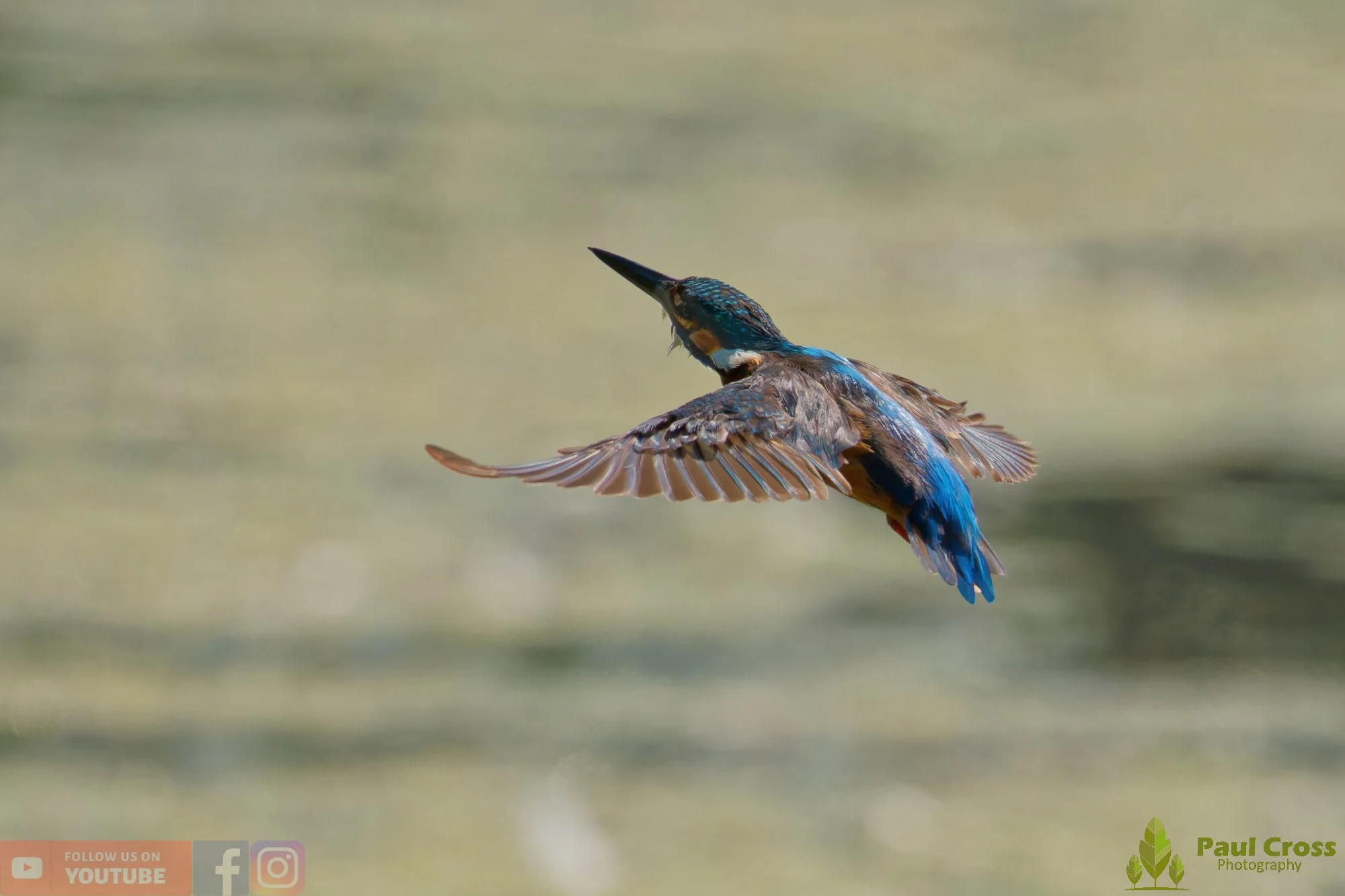 Kingfisher-00847.jpg