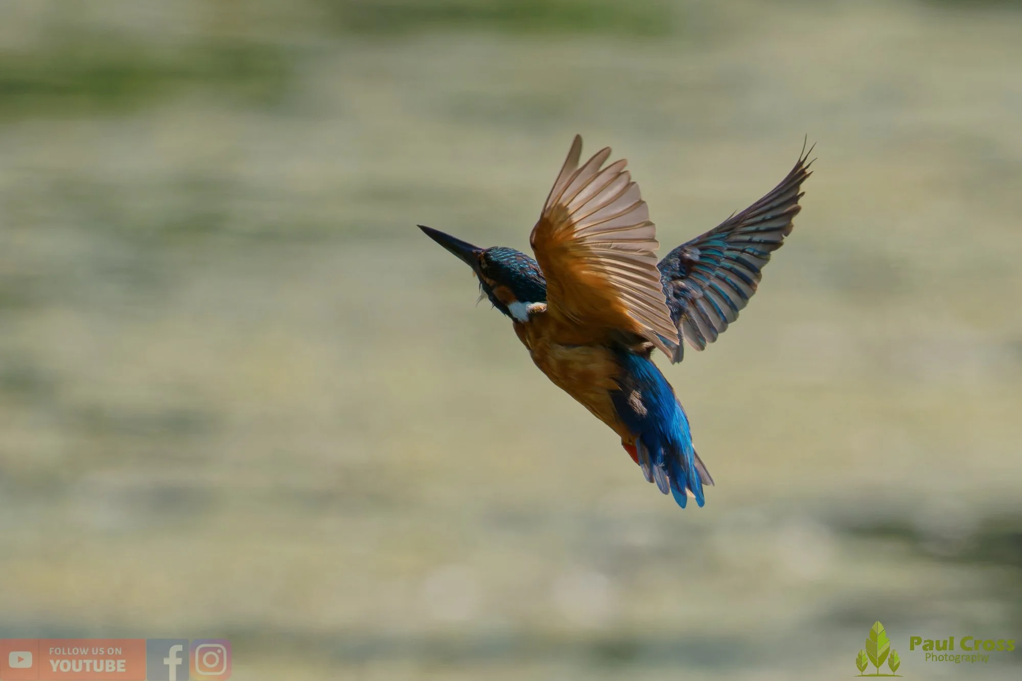 Kingfisher-00848.jpg